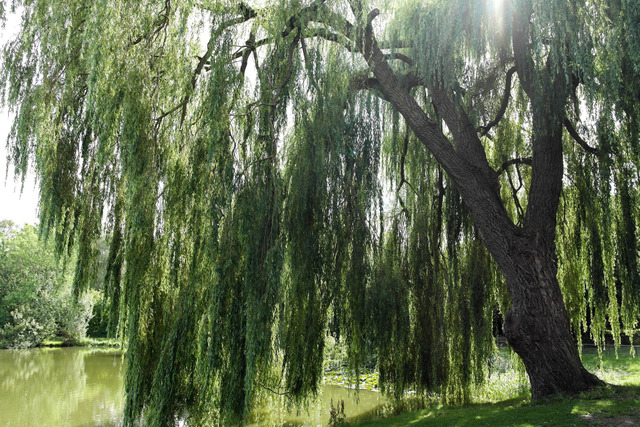 Saule pleureur au-dessus d'une pièce d'eau