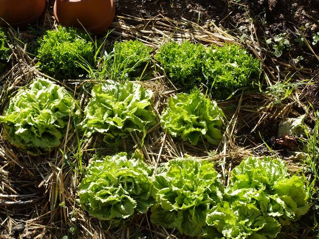 Salades scaroles (1er plan) et laitues frisées (au fond) au potager