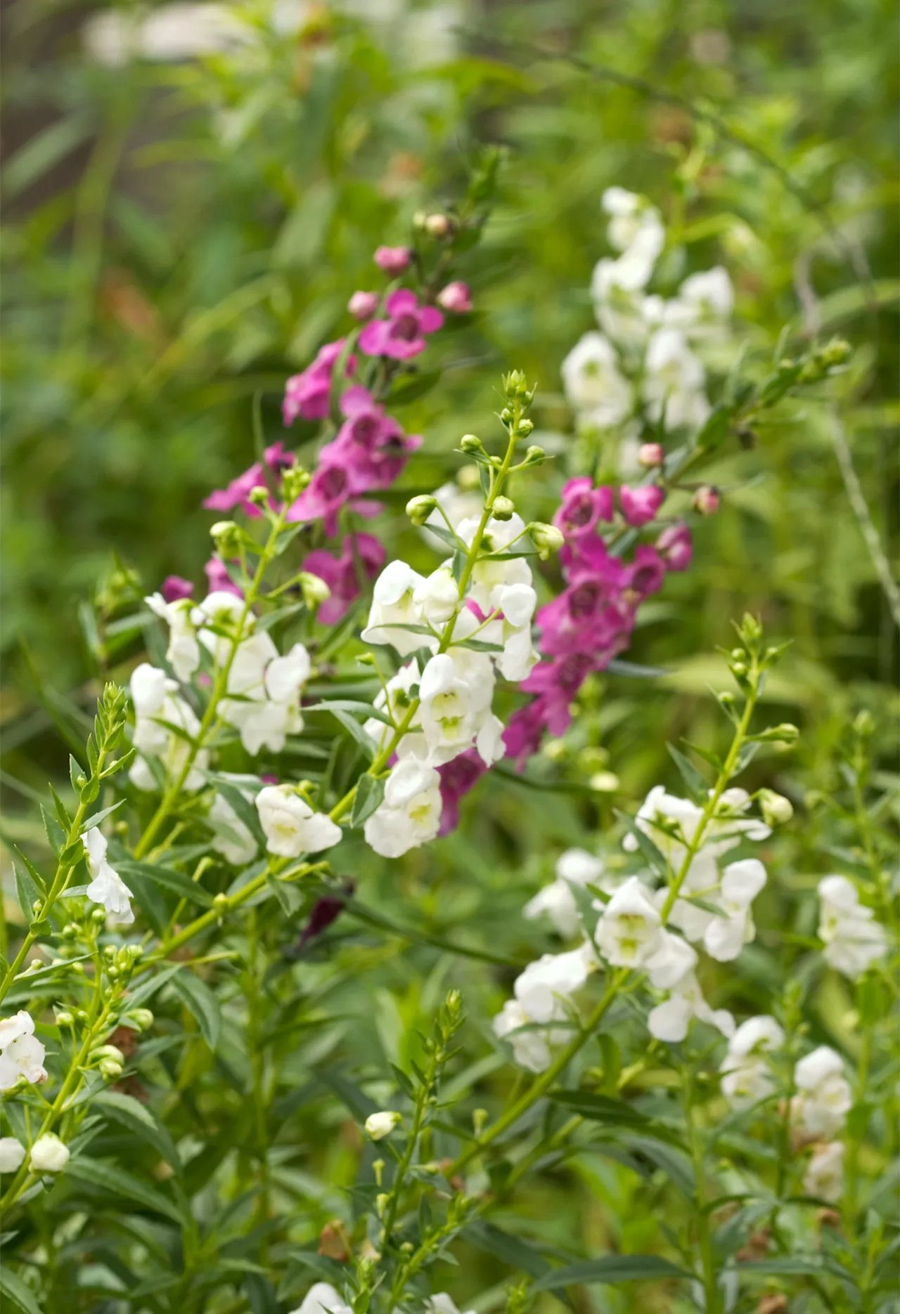 serena white angelonia