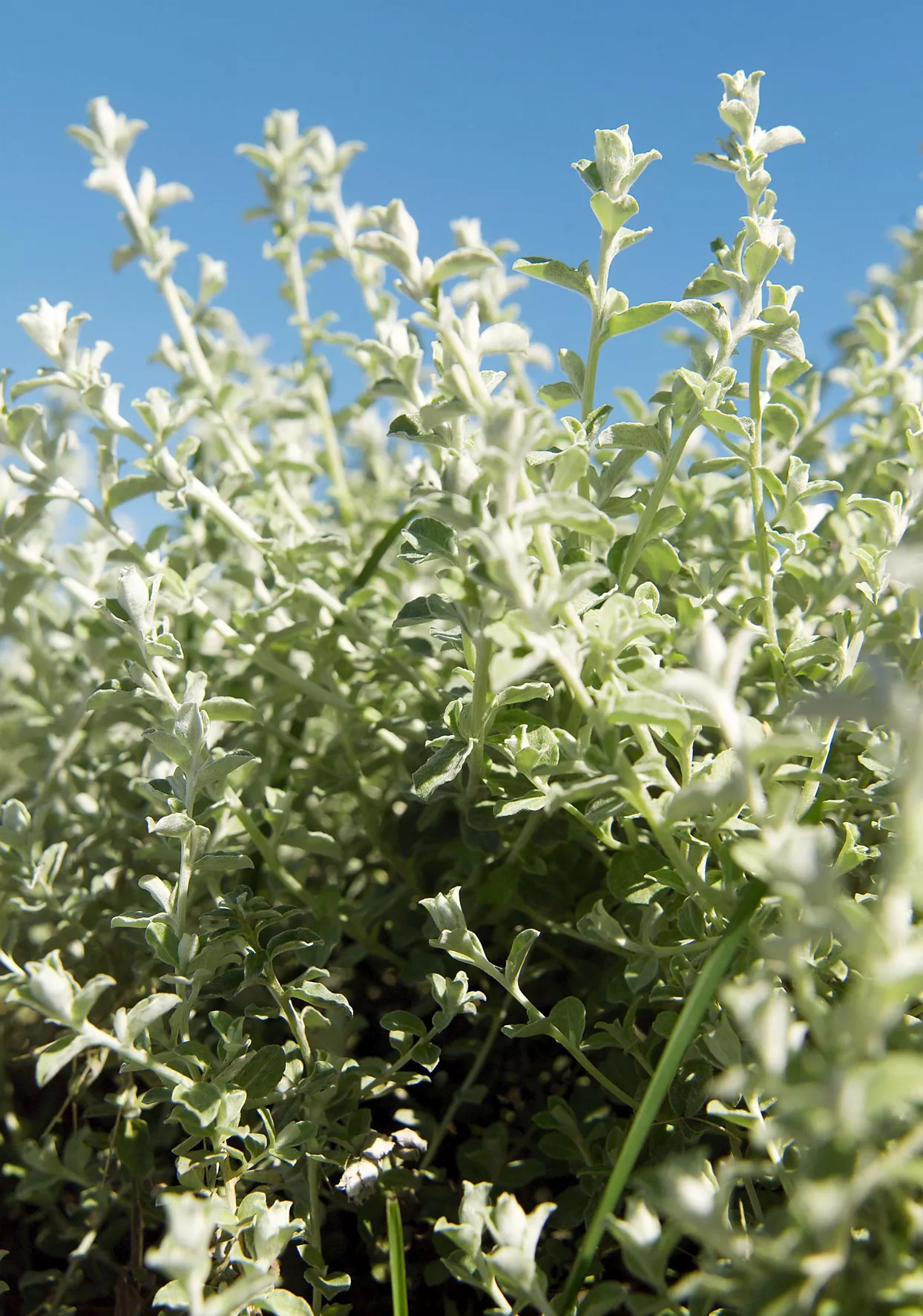 silver mist licorice vine