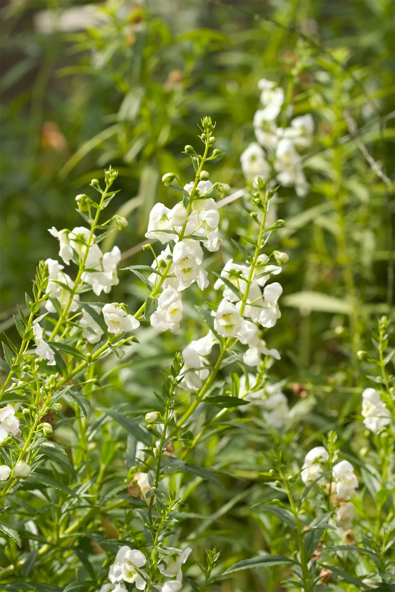 angelonia blanche