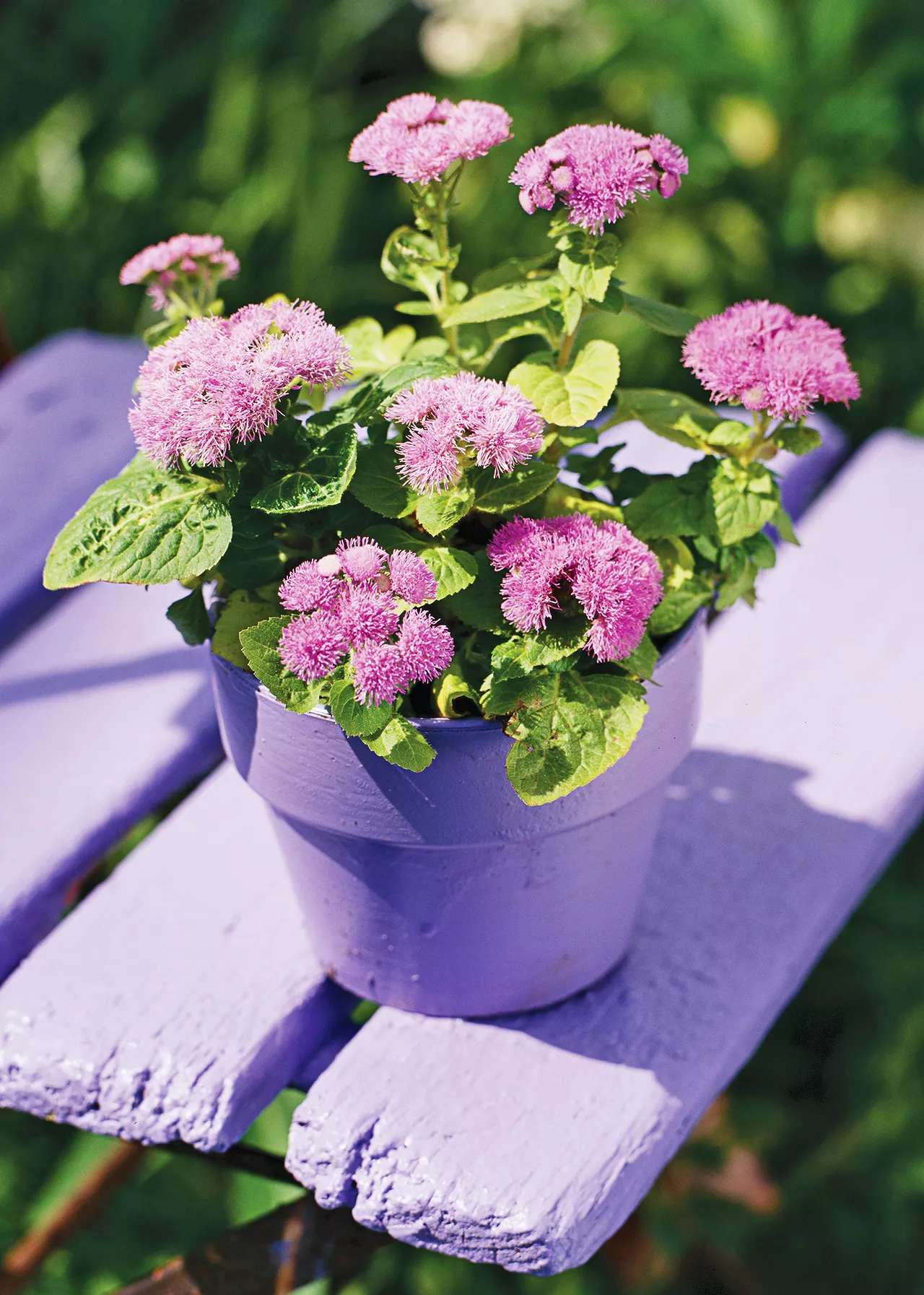 fleurs d'ageratum dans un contenant violet