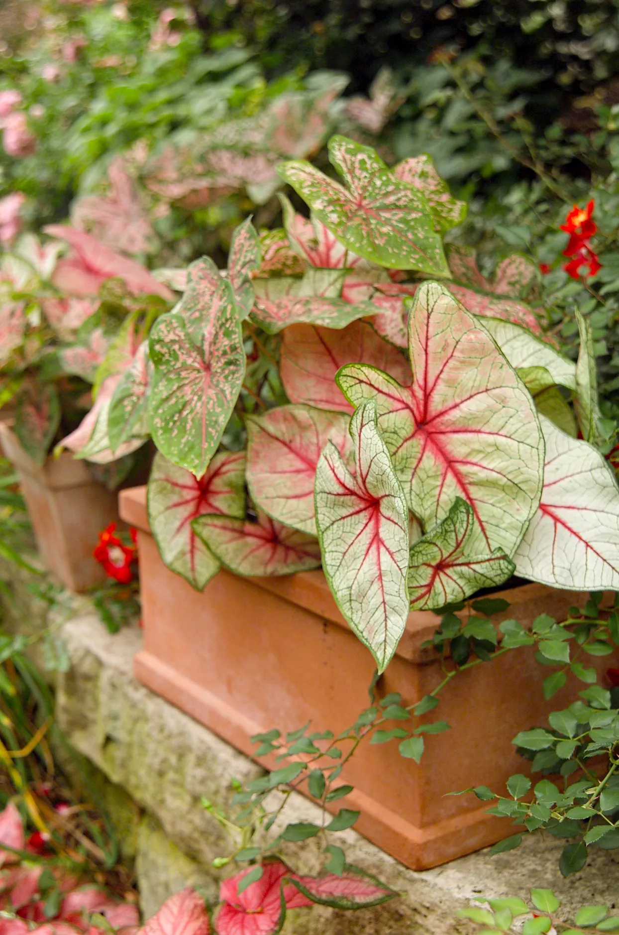 caladium rose et vert dans un pot