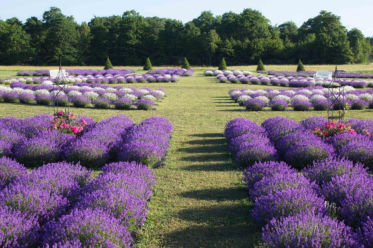 FRAGRANT ISLE LAVENDER FARM & SHOP (Washington Island): Ce qu'il faut  savoir pour votre visite (avec critiques)