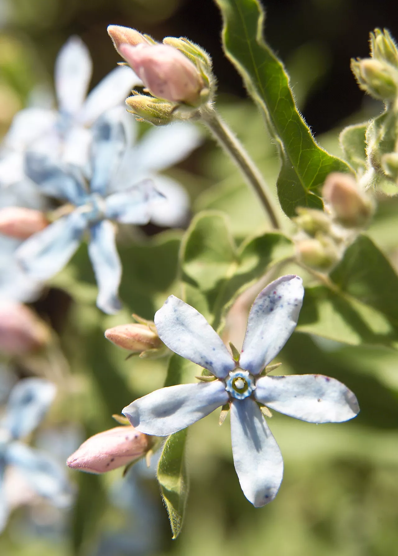 Tweedia caerulea