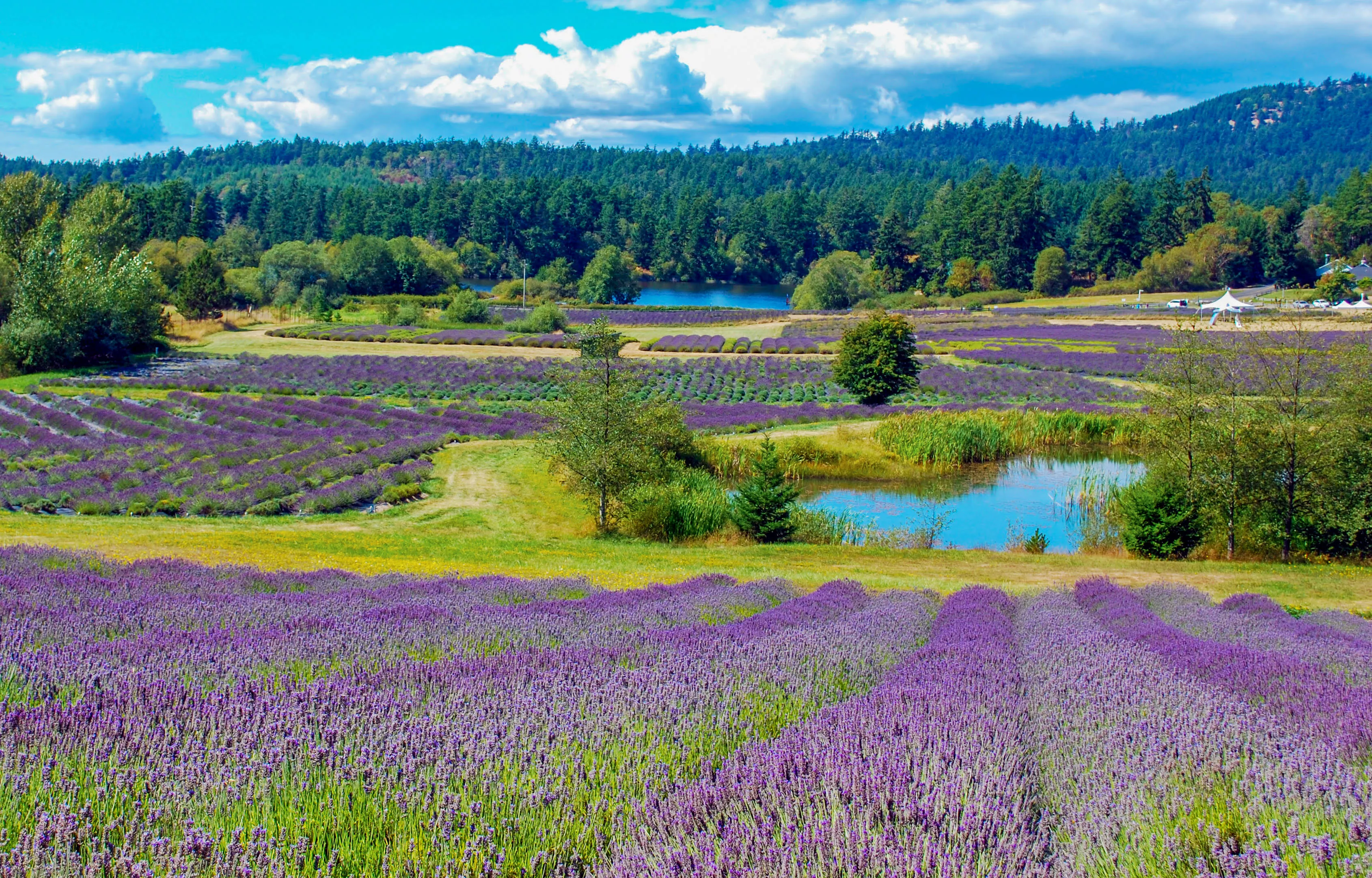 lavender farm