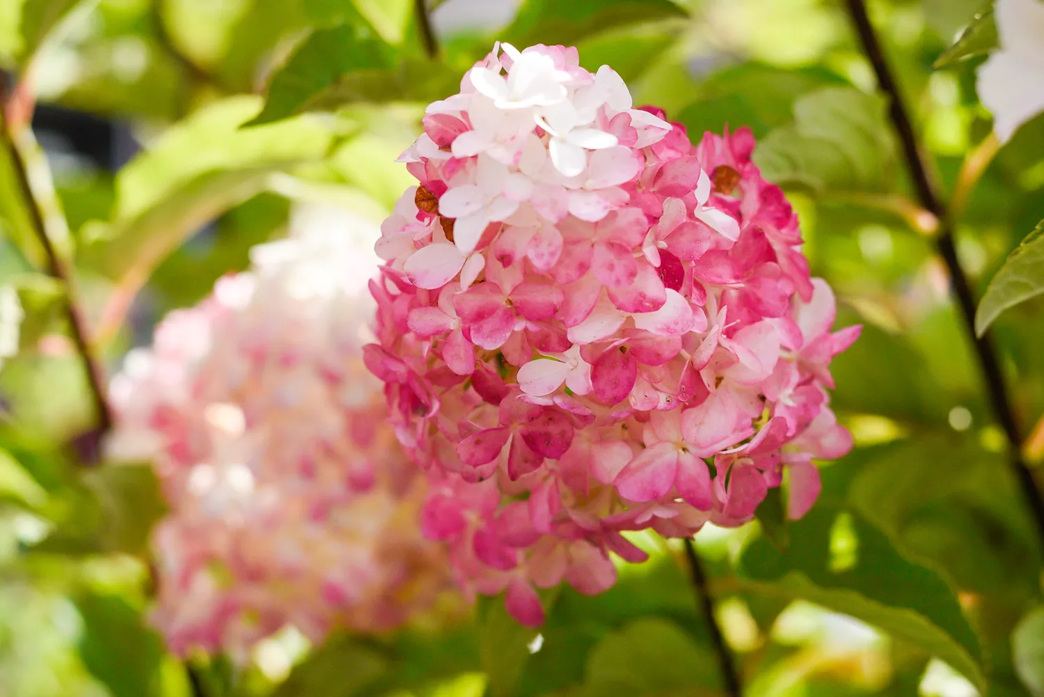 hydrangeas vanille et fraise