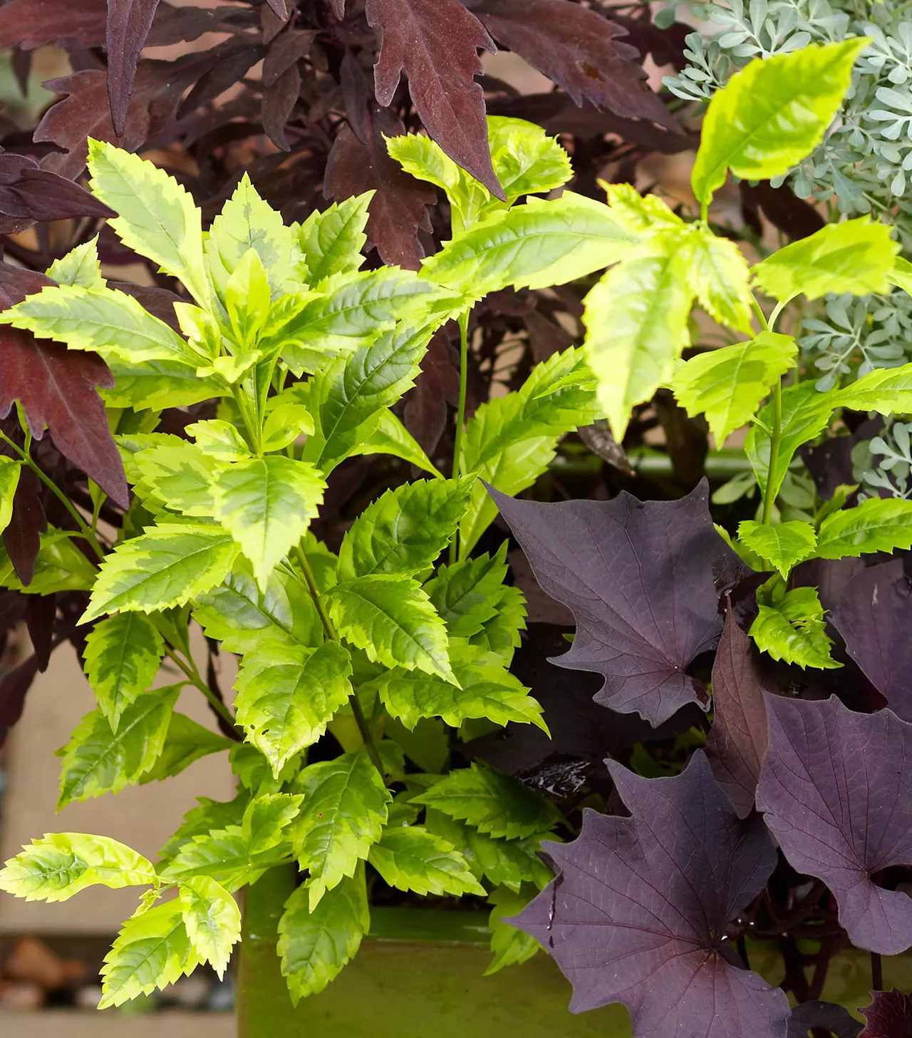 variegated duranta