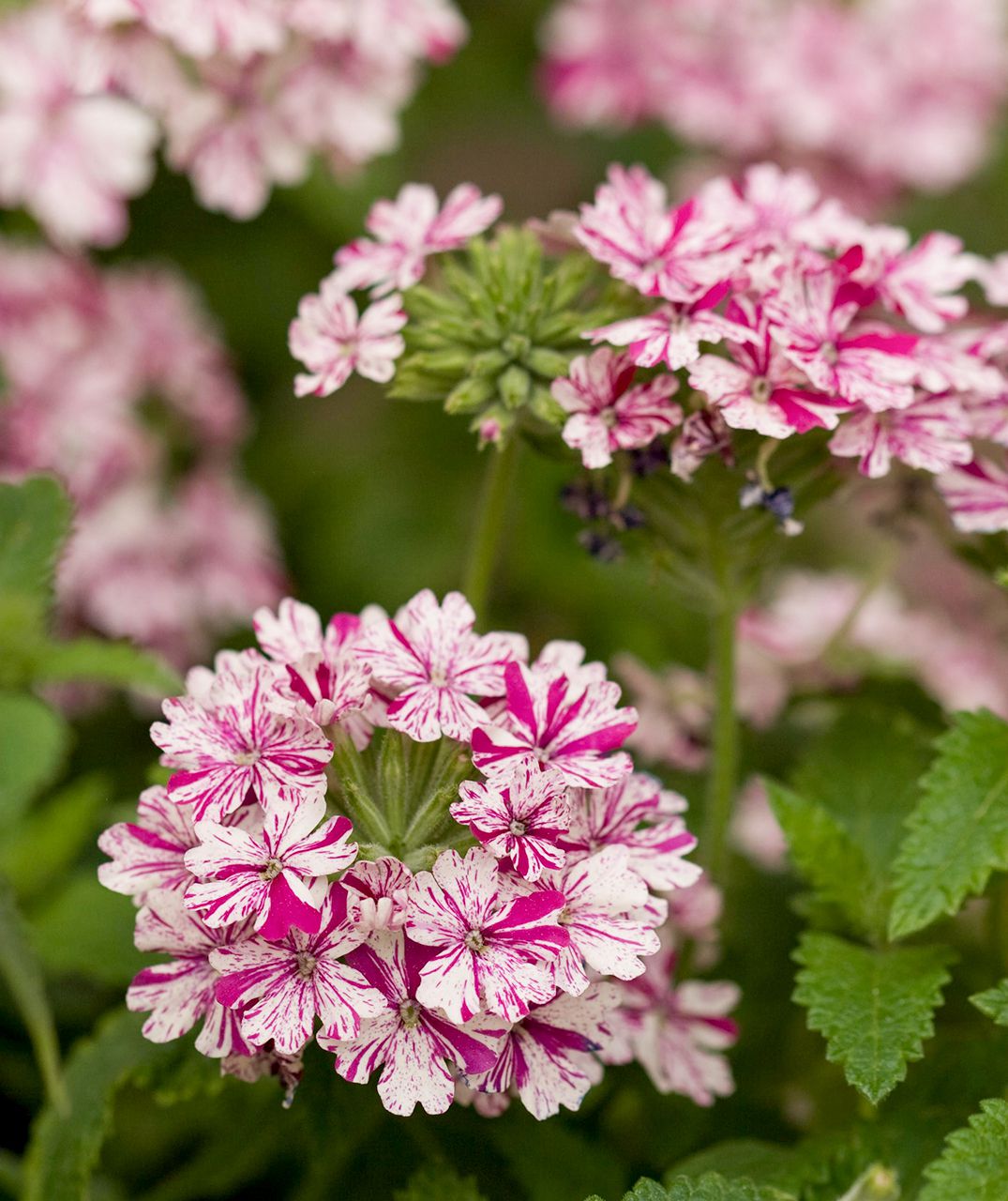 Verbena 'Tropical Breeze Red & White'