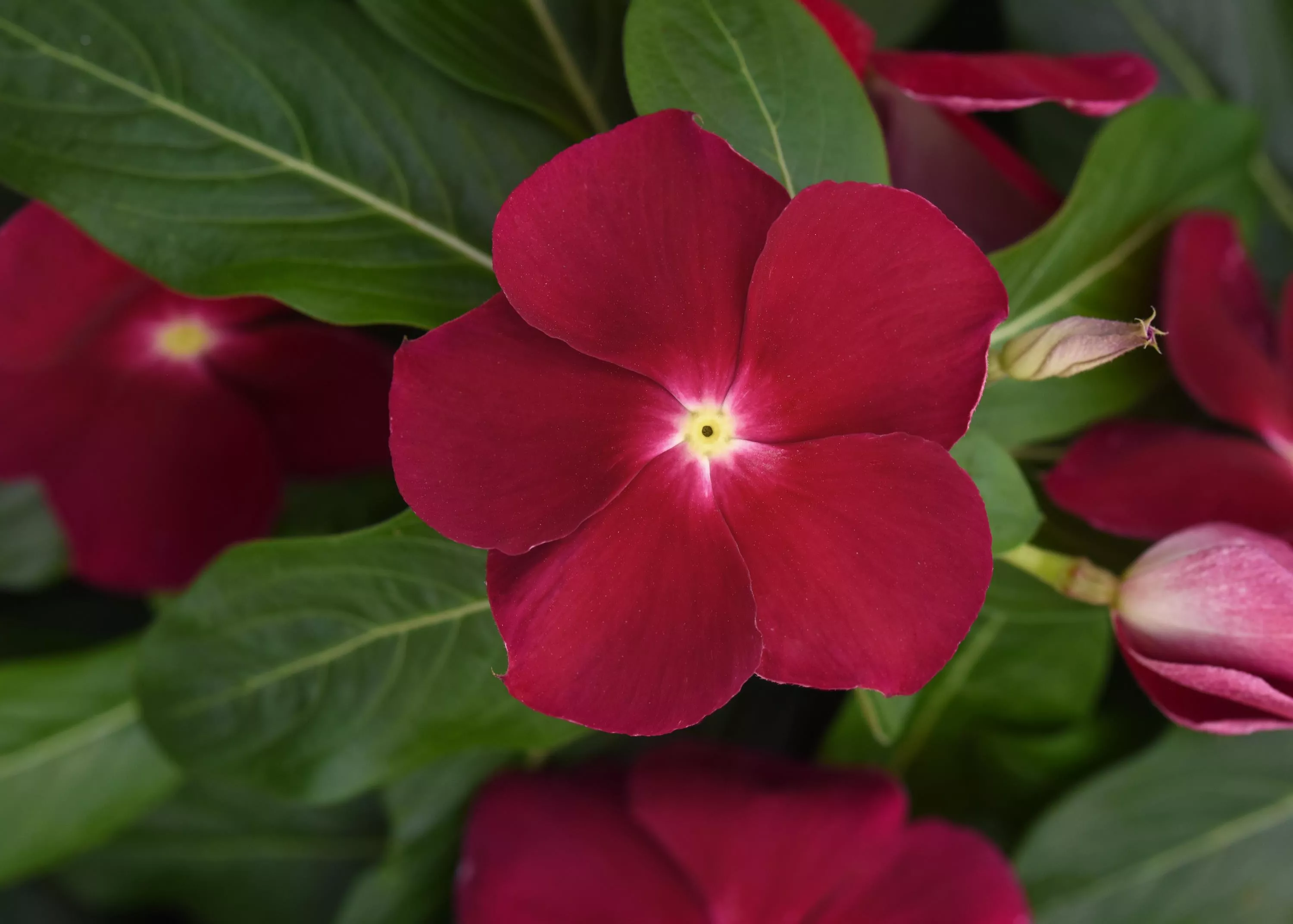 gros plan de la fleur Titan Cranberry Vinca