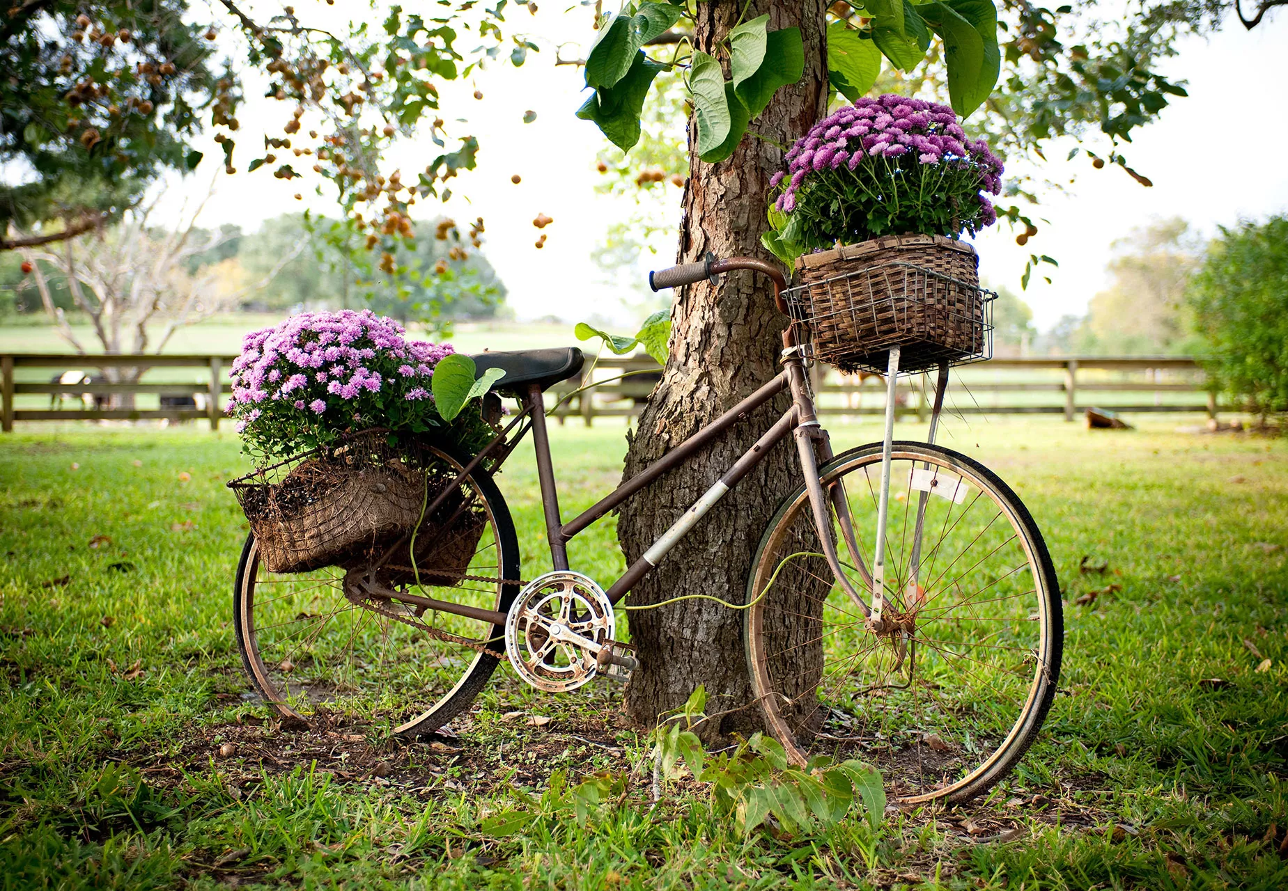 vintage bike with basket of mums