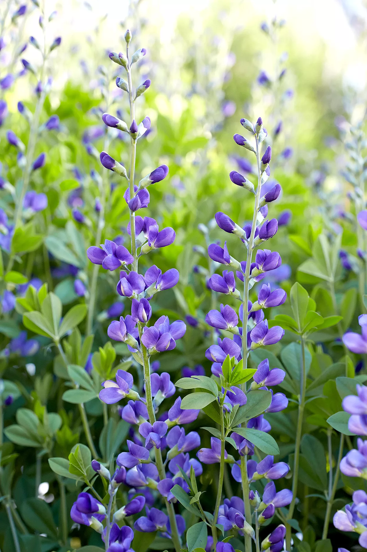 Plantations de baptisia violettes en fleurs