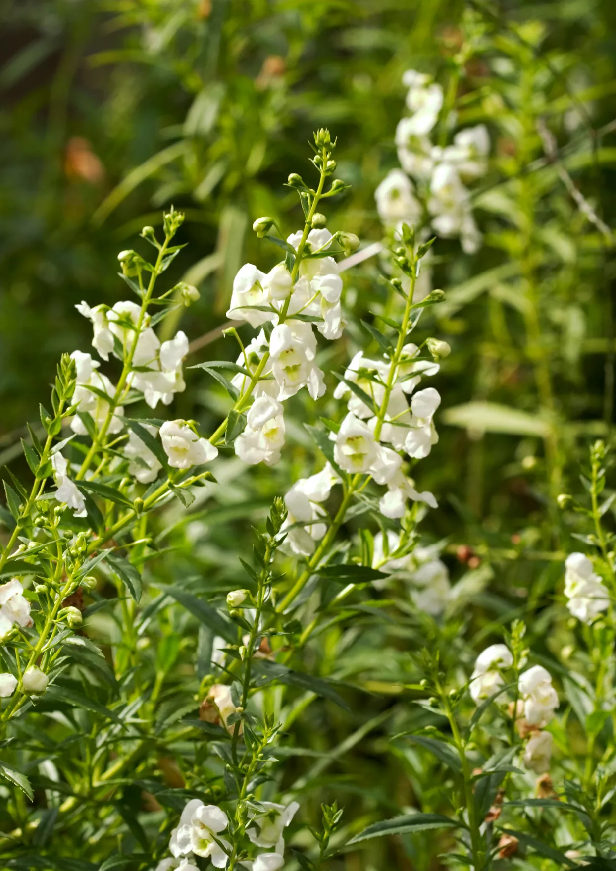 Angelonia blanche