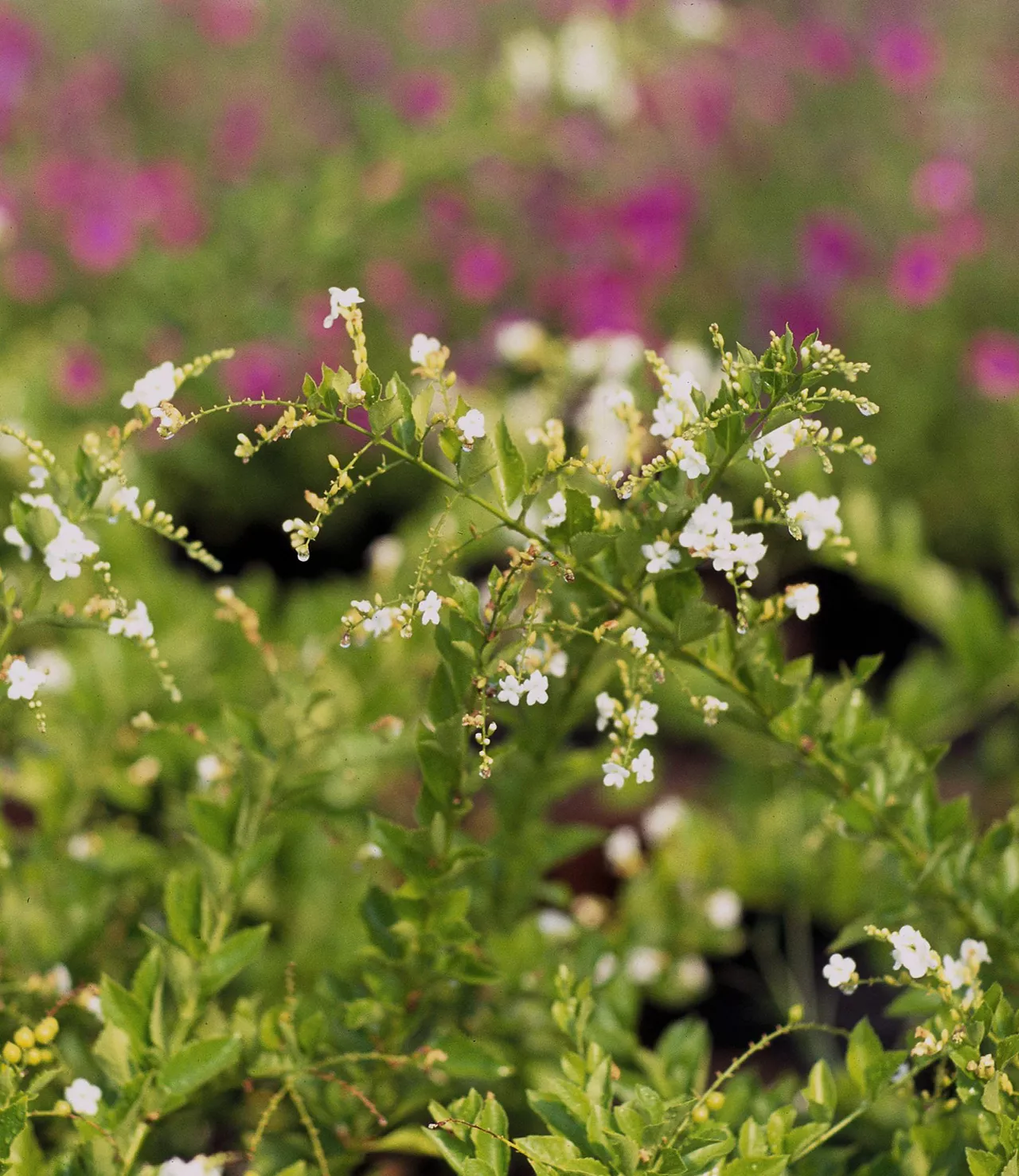 white duranta erecta