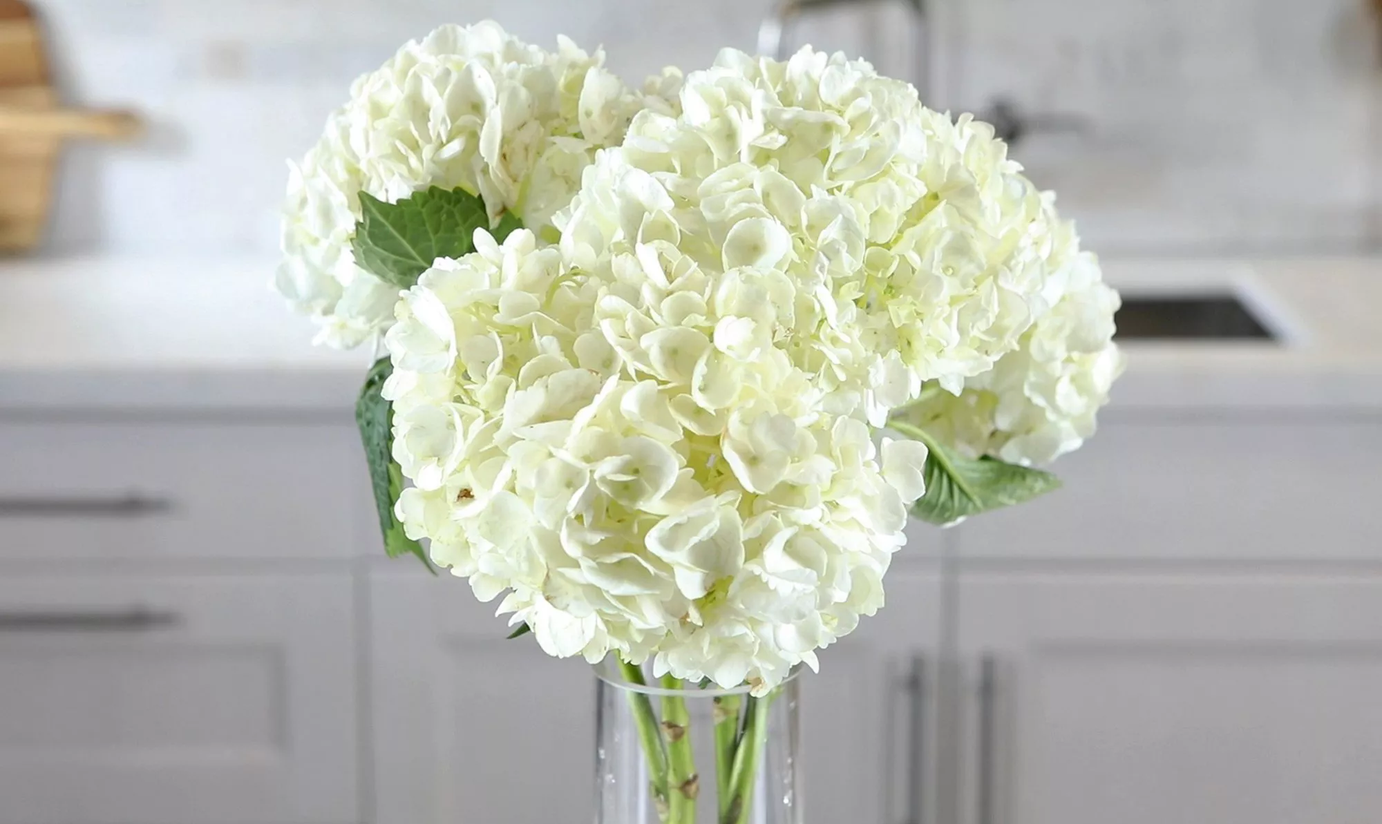 Hortensias blancs dans un vase en verre dans une cuisine