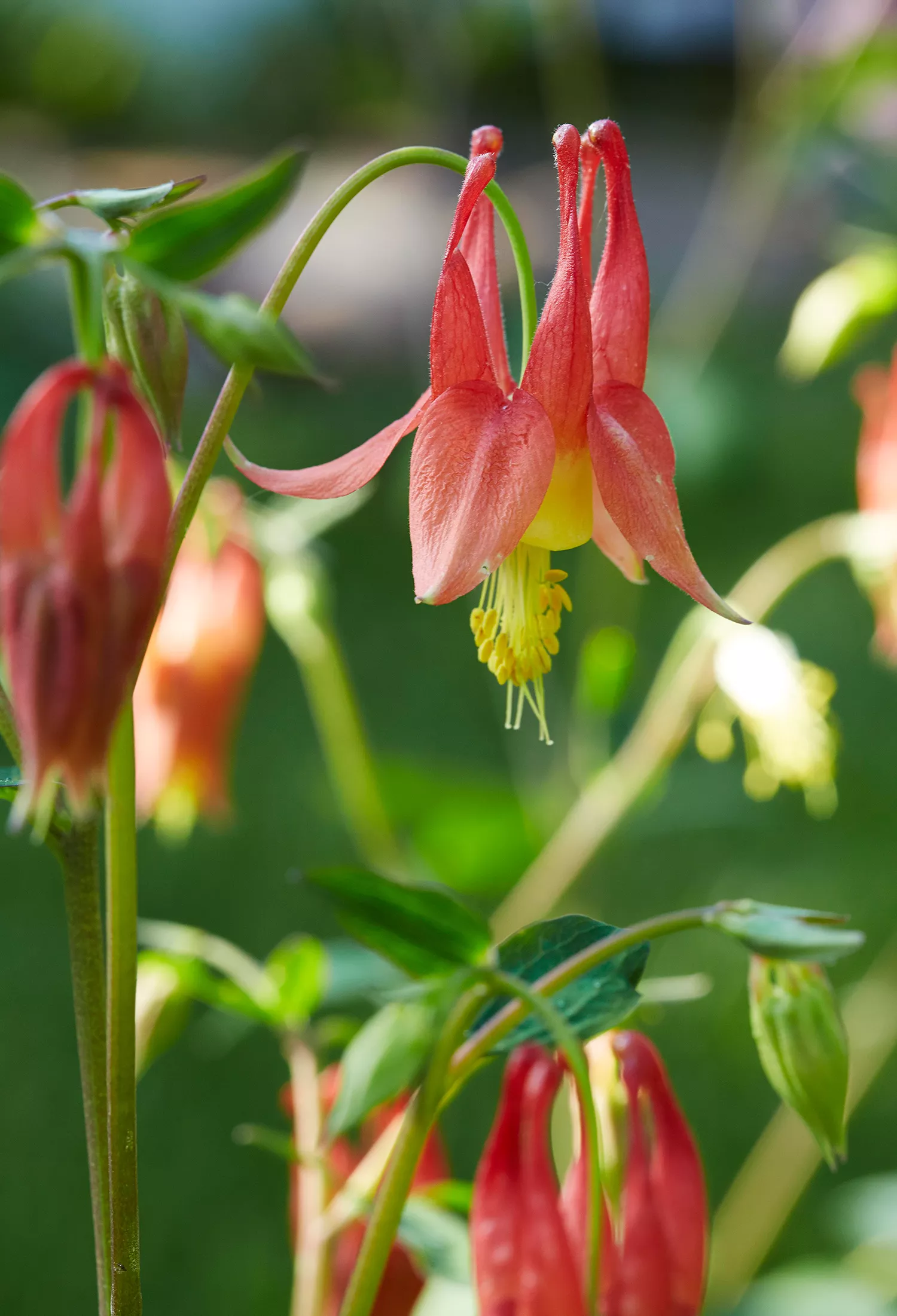 fleurs de colombine sur plante