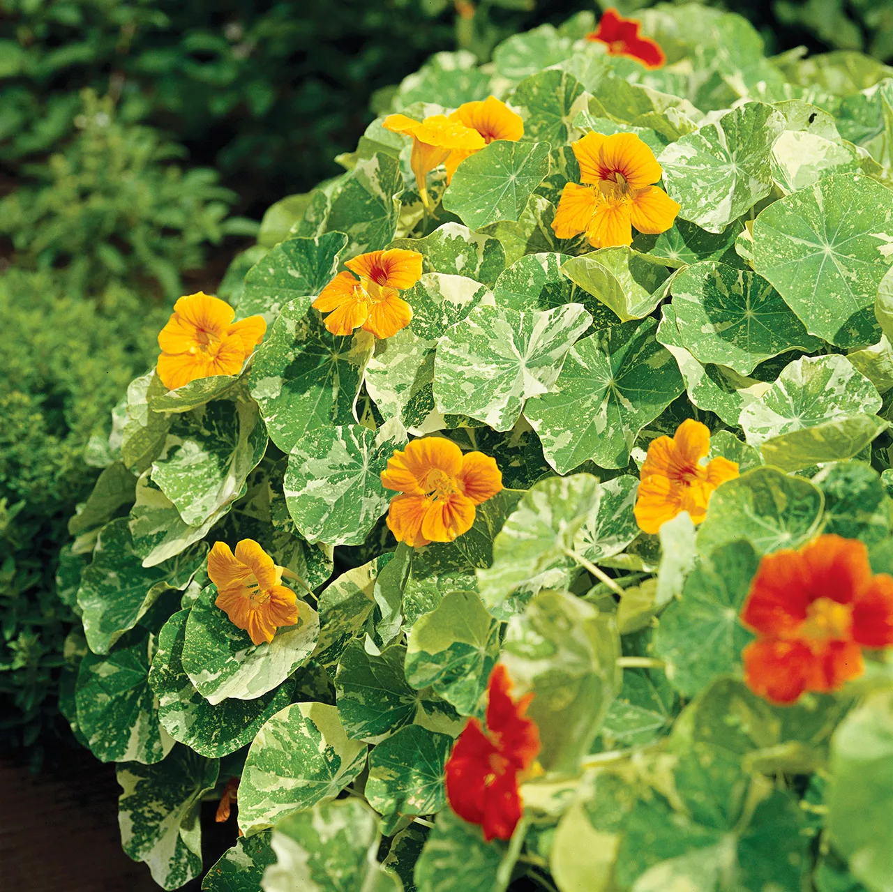 Nasturtiums