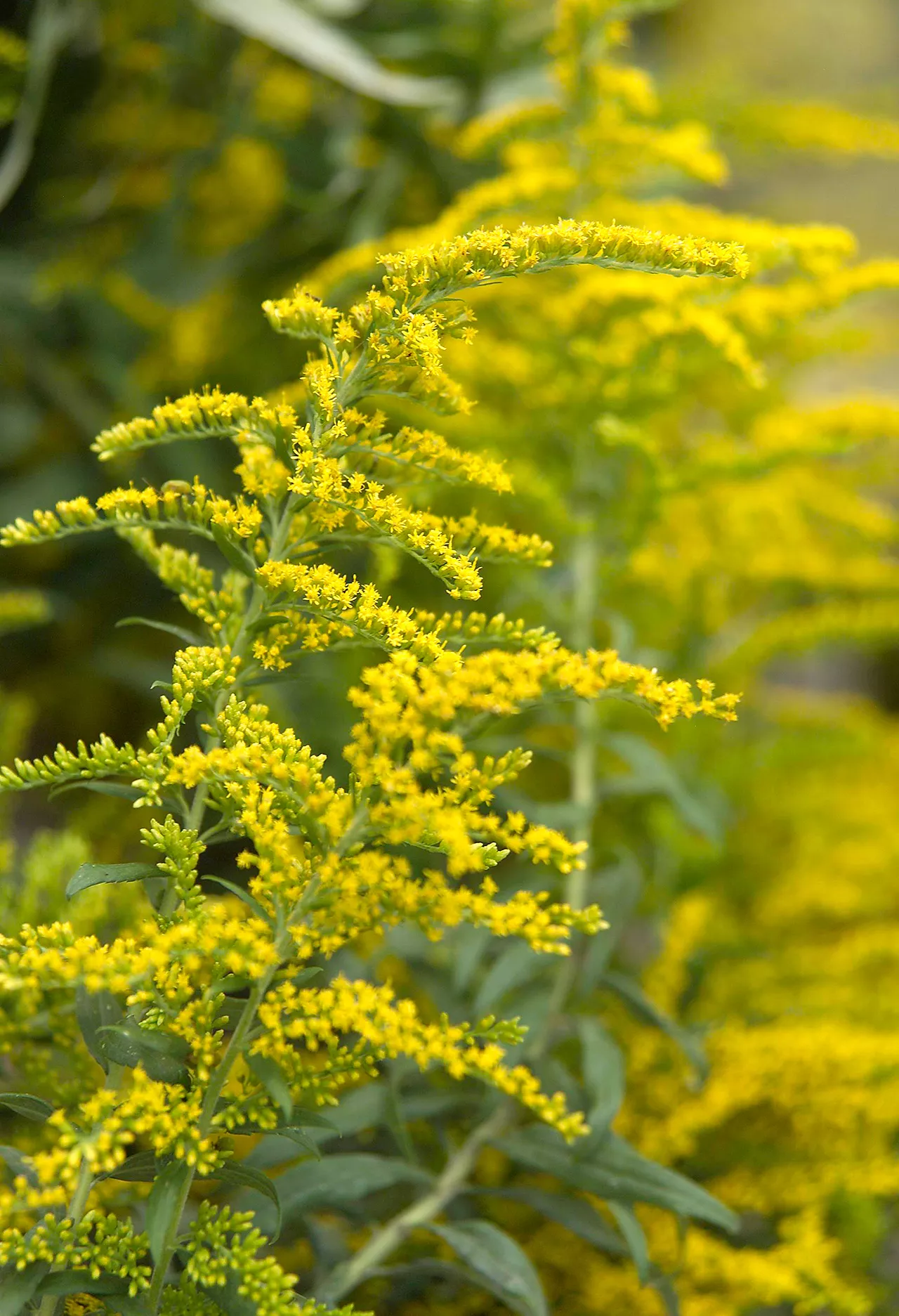 Solidago en fleurs