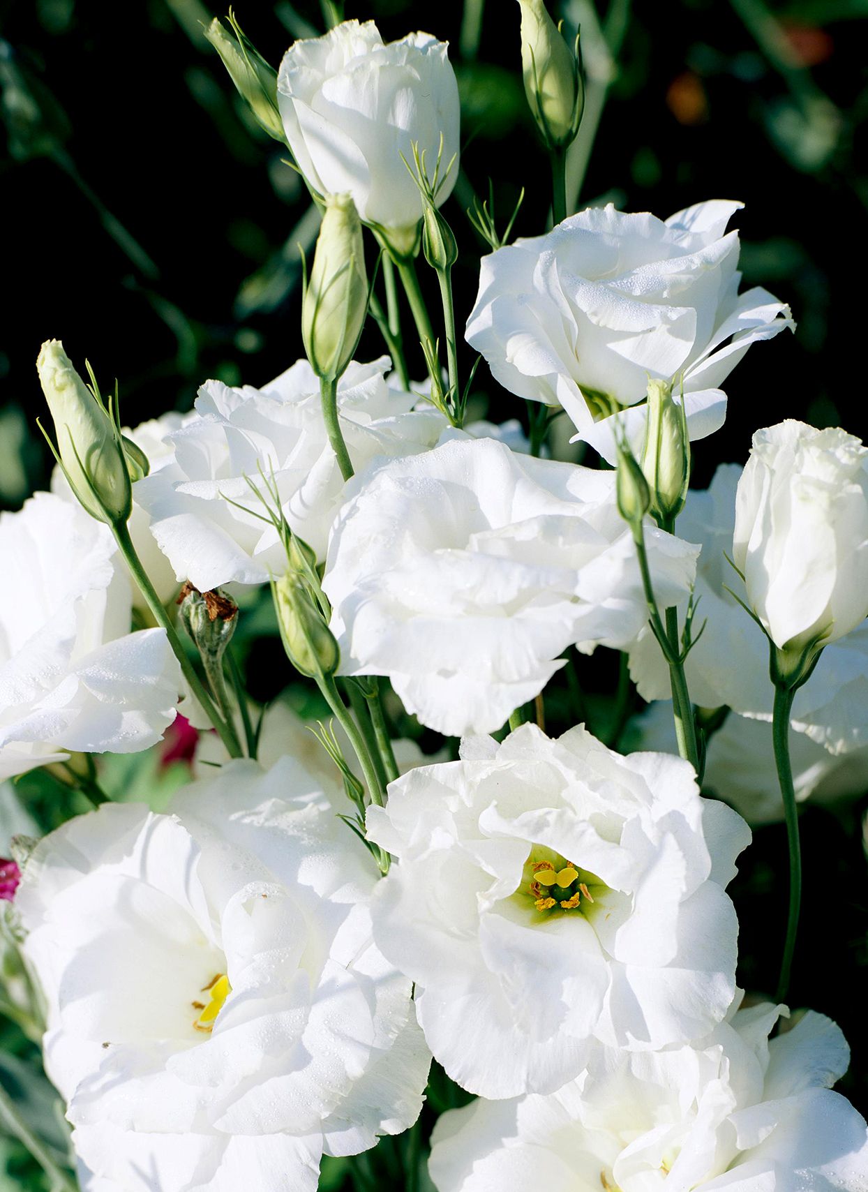 Cultiver des Lisianthus : astuces pour un jardin éblouissant