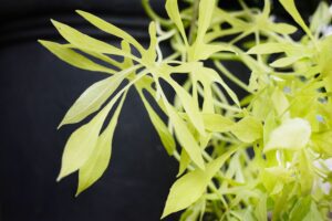 Cultiver la Vigne de Patate Douce pour un Jardin Rayonnant