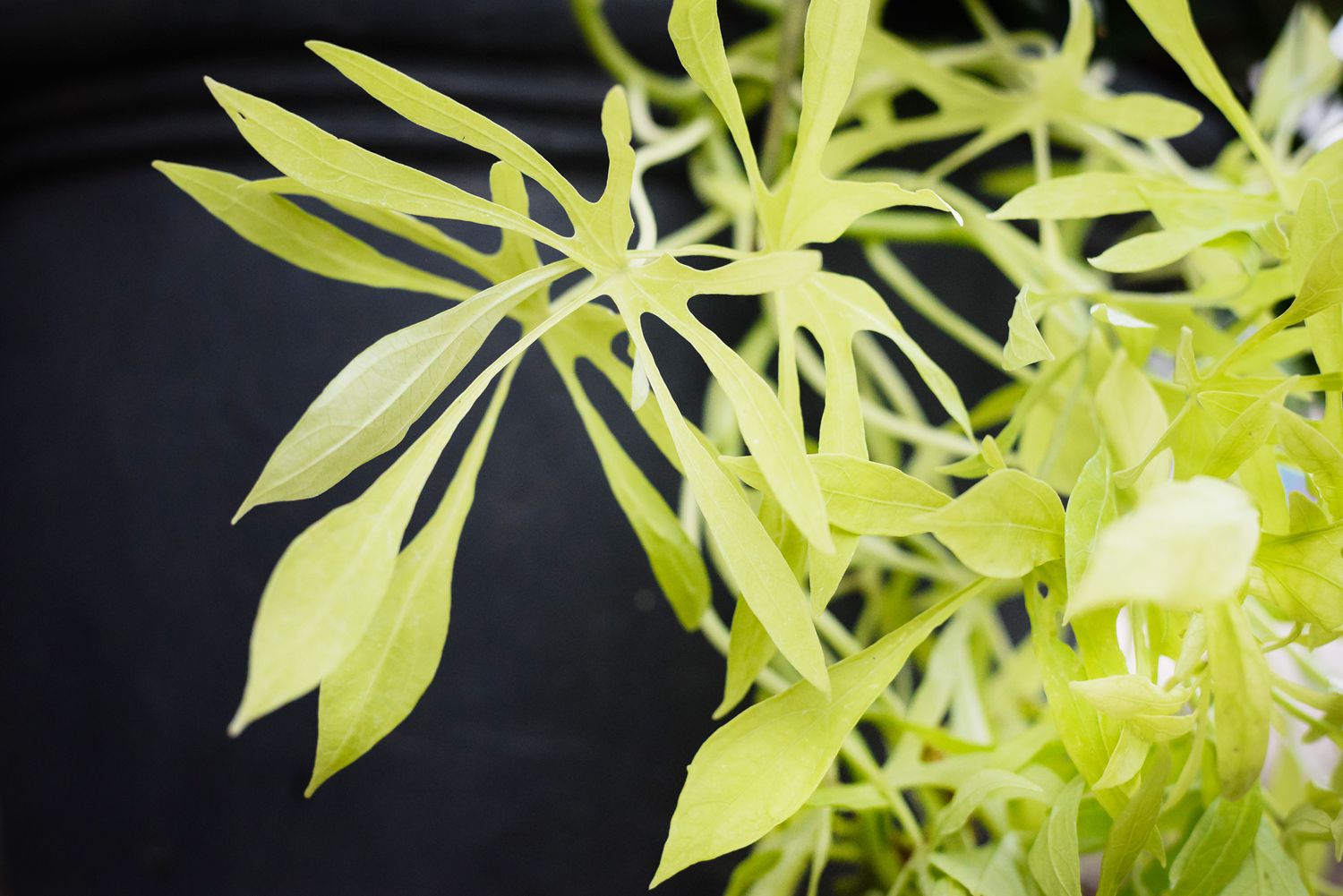 Cultiver la Vigne de Patate Douce pour un Jardin Rayonnant