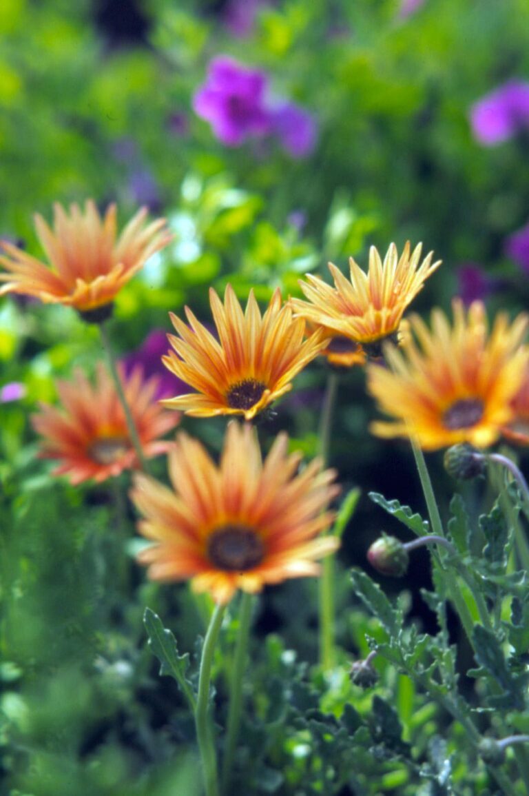 Cultivez des marguerites africaines pour un jardin coloré