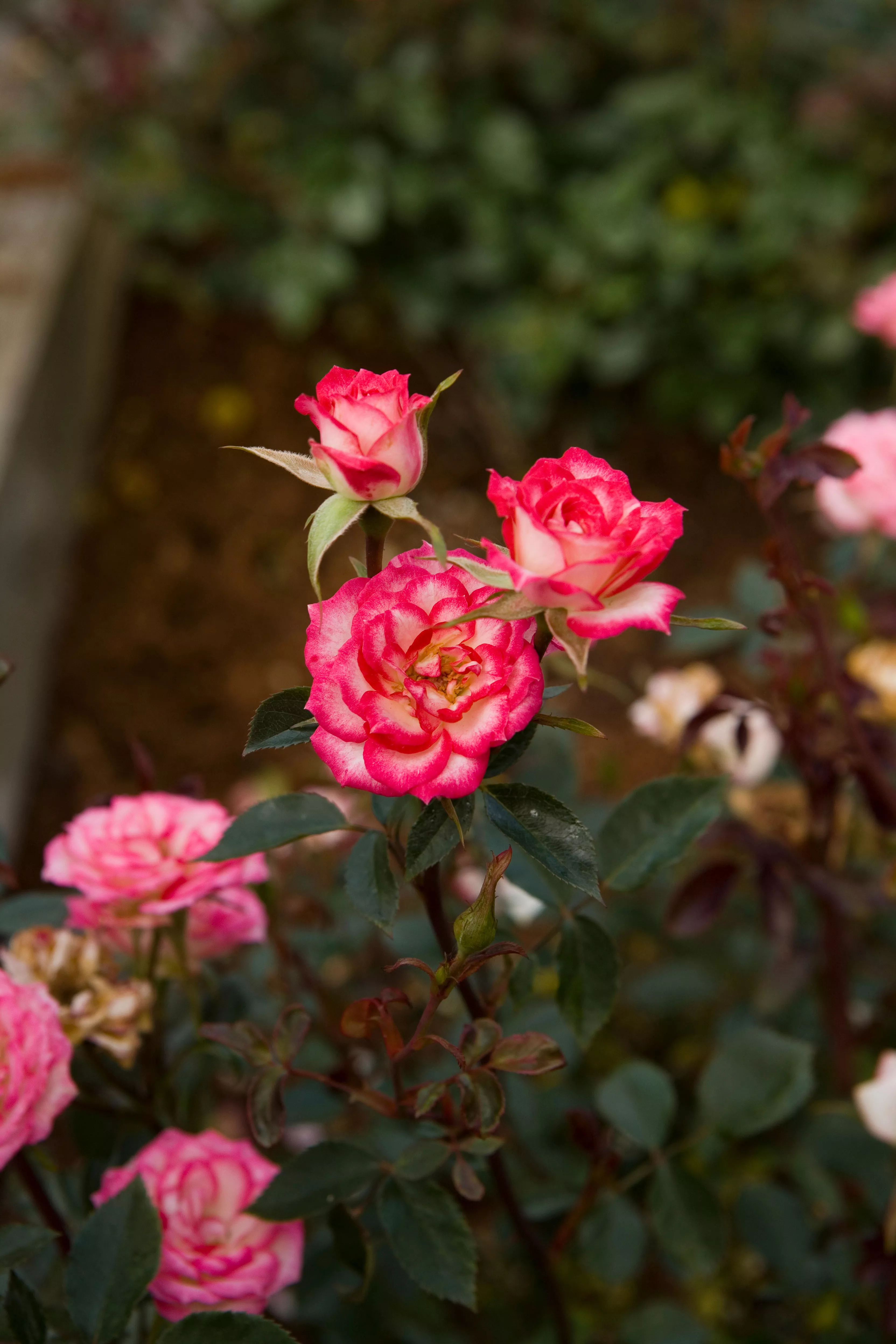 Roses Magic Carousel