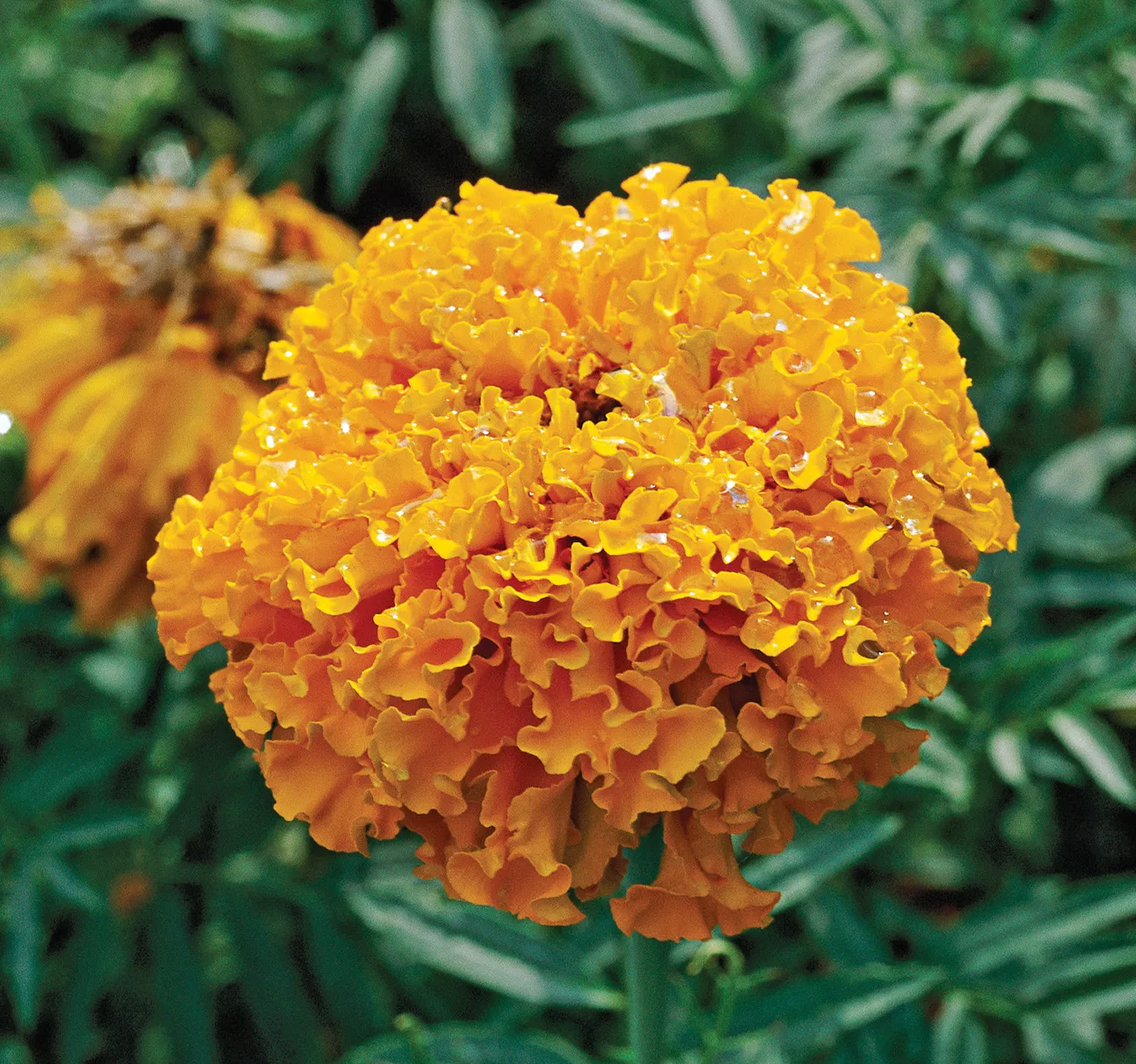 african marigold bulb