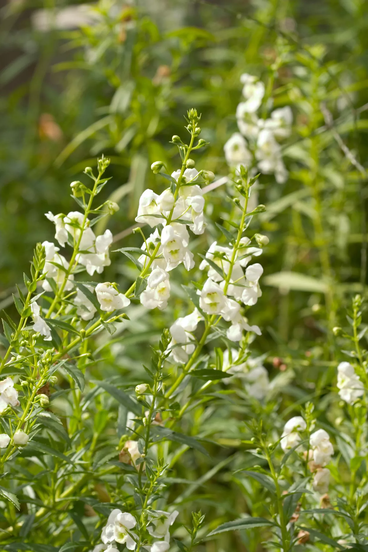 Fleurs blanches d'Angelonia