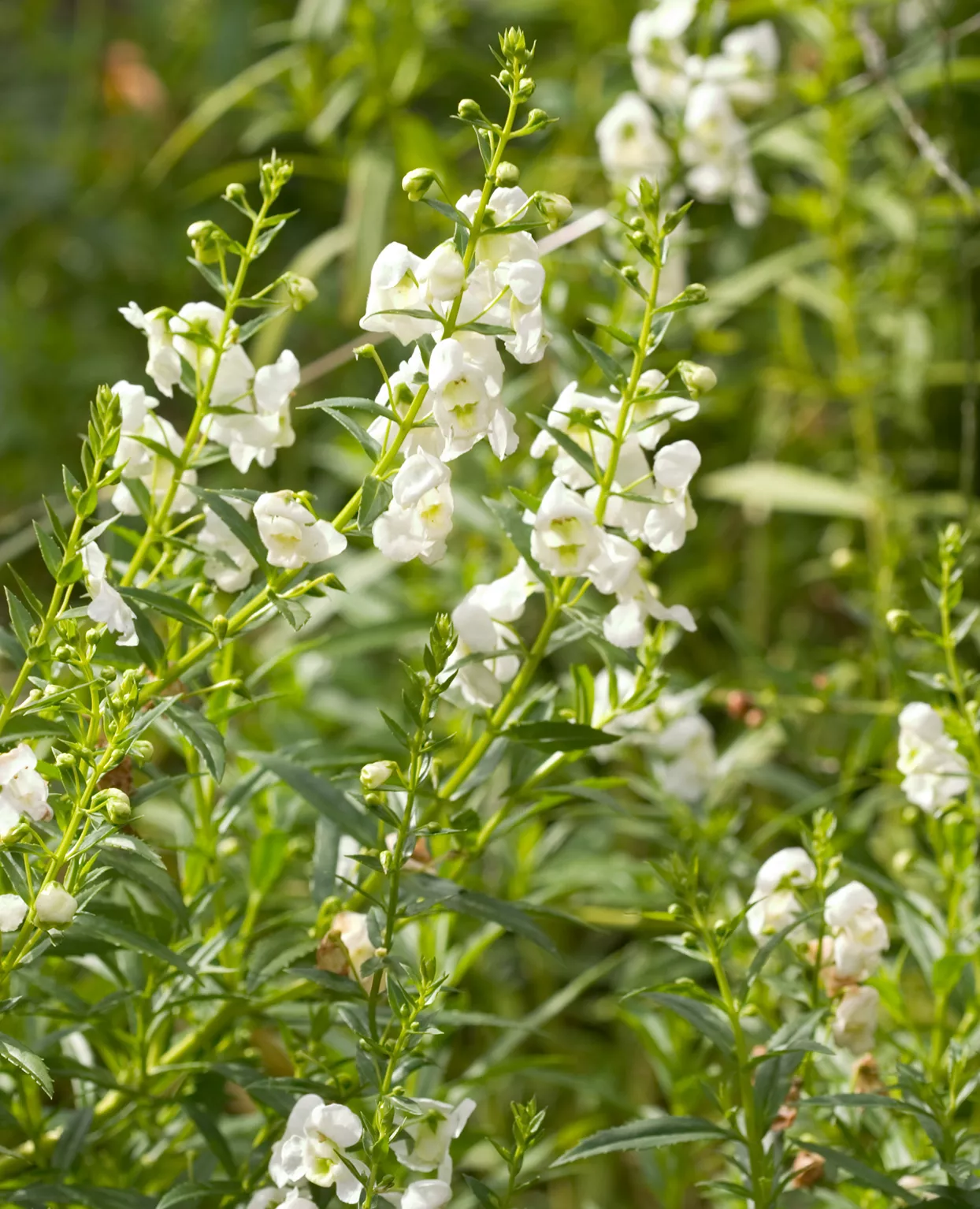 angelonia summer snapdragon