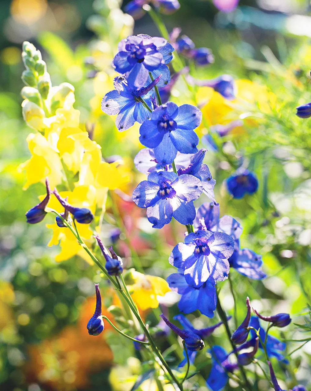 blue larkspur