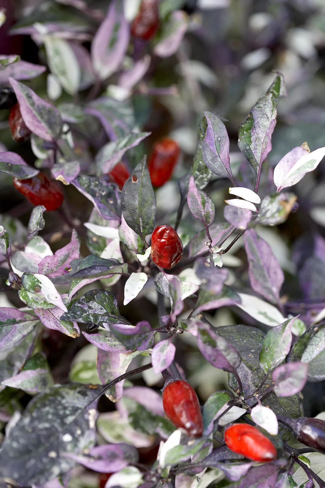 Capsicum 'Calico' pepper