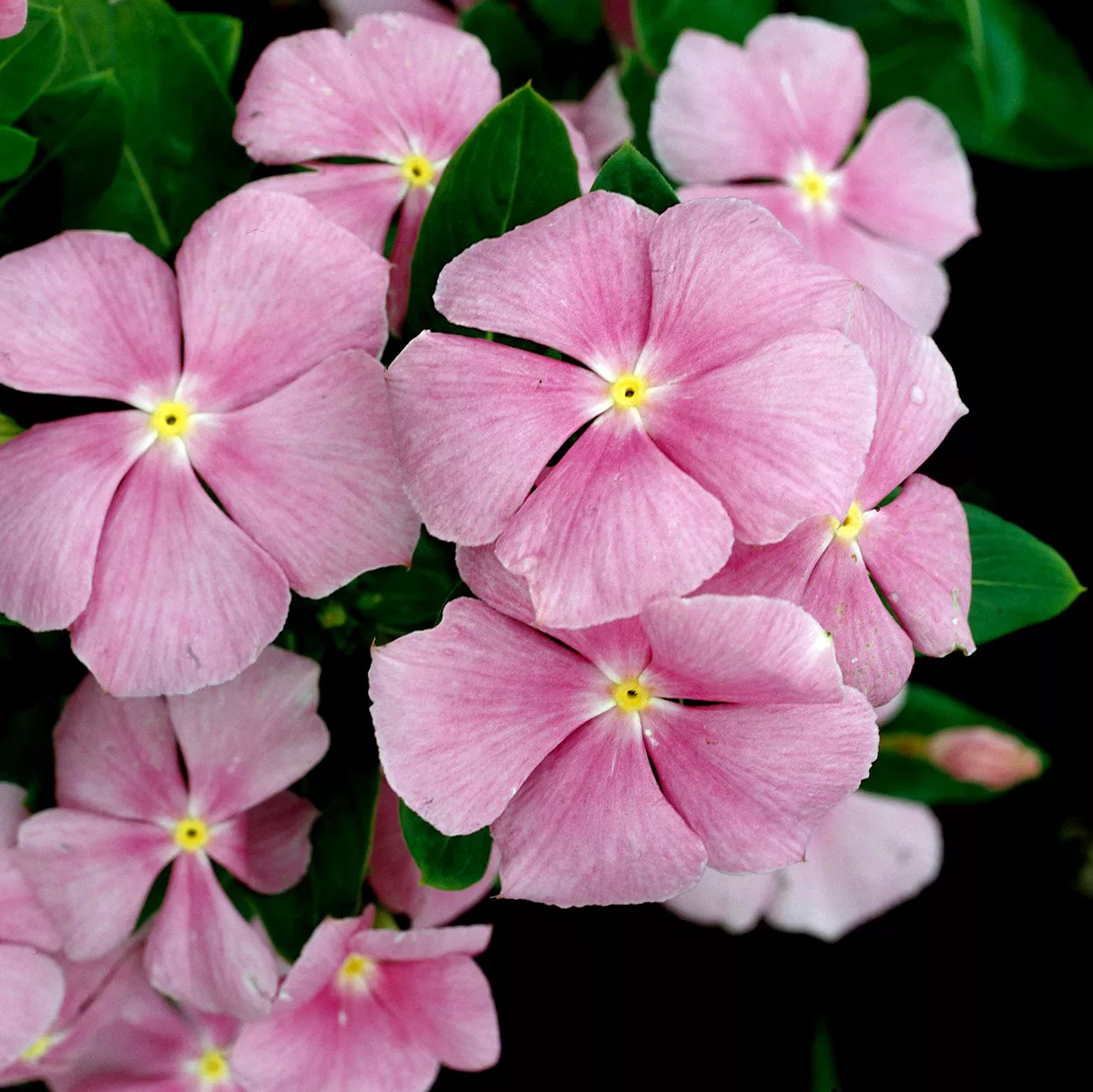 Catharanthus 'Pretty in Pink' vinca