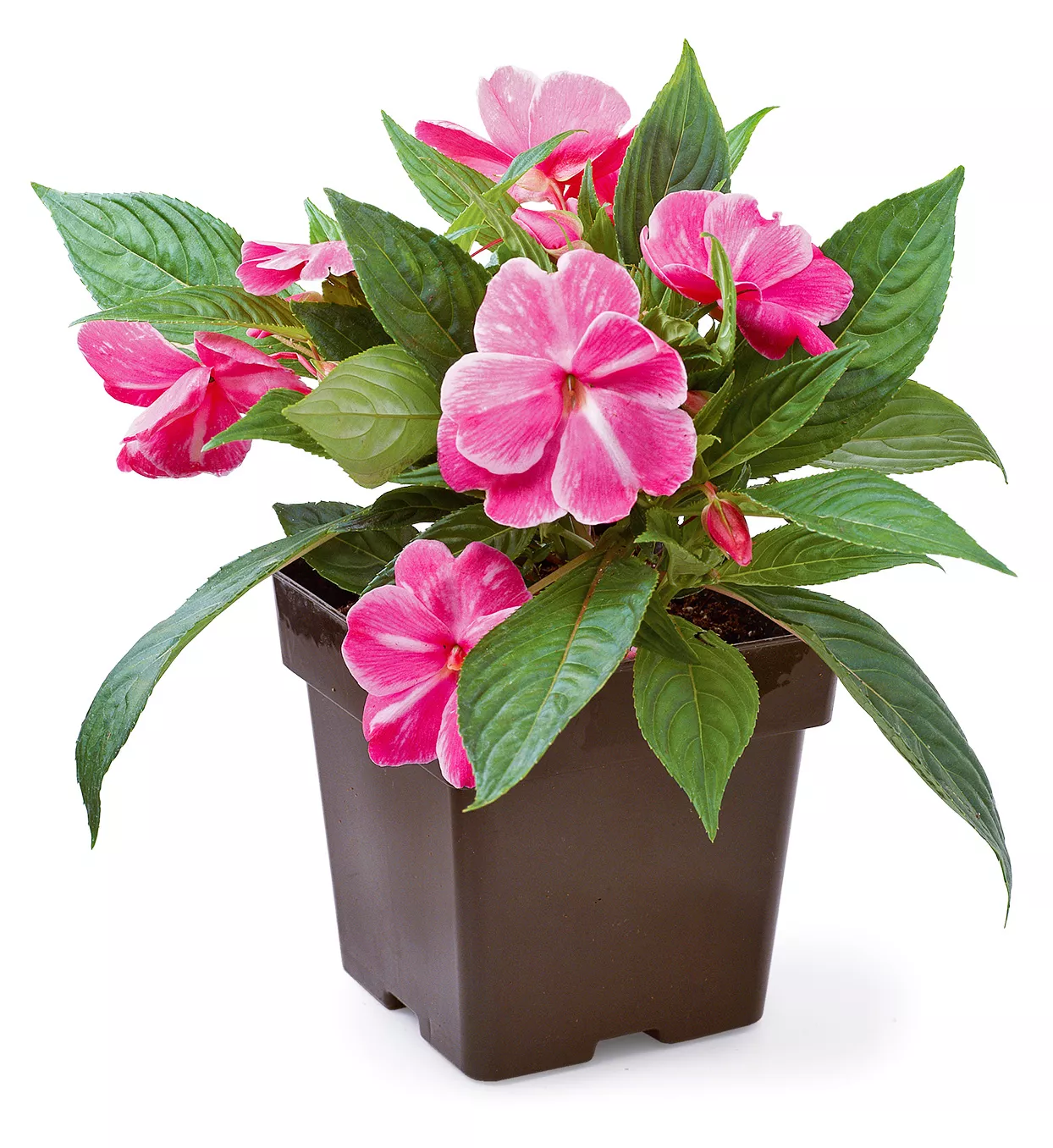 container with new guinea impatiens