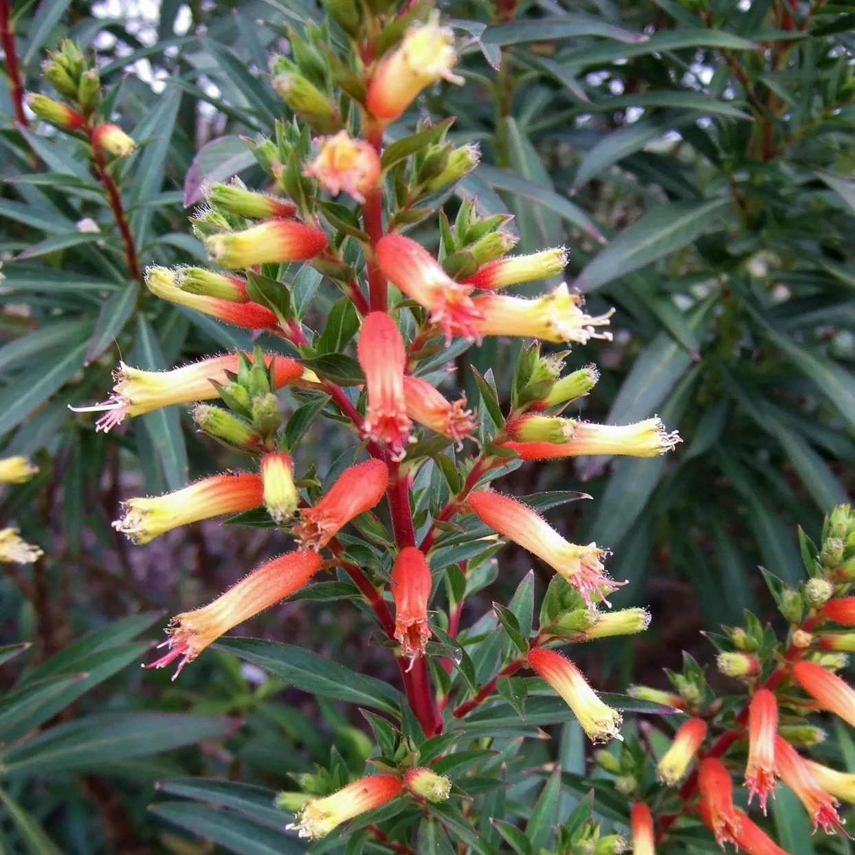 cuphea micropetala cigar plant