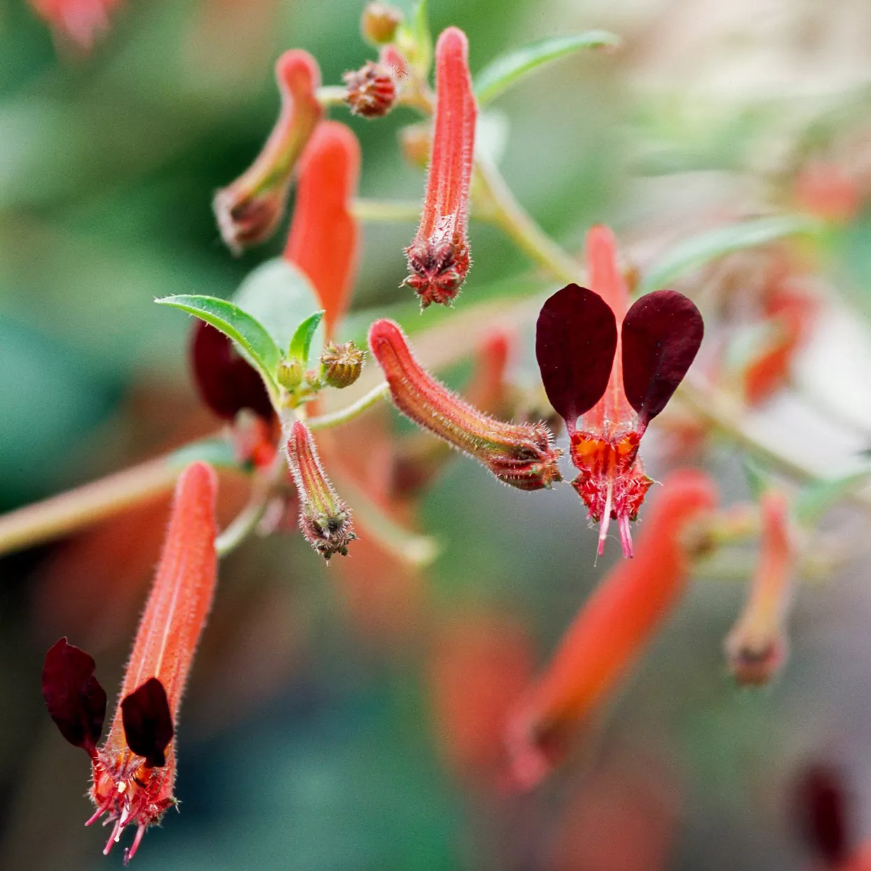 Cuphea Minnie Mouse flower