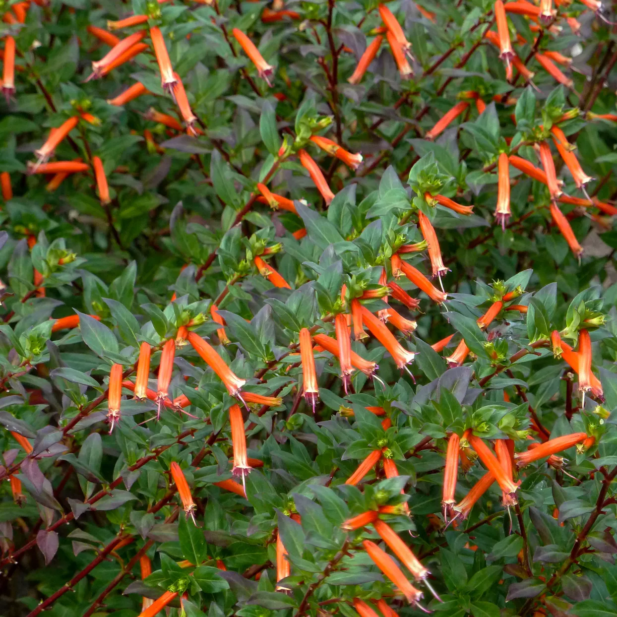 David Verity cigar flower Cuphea