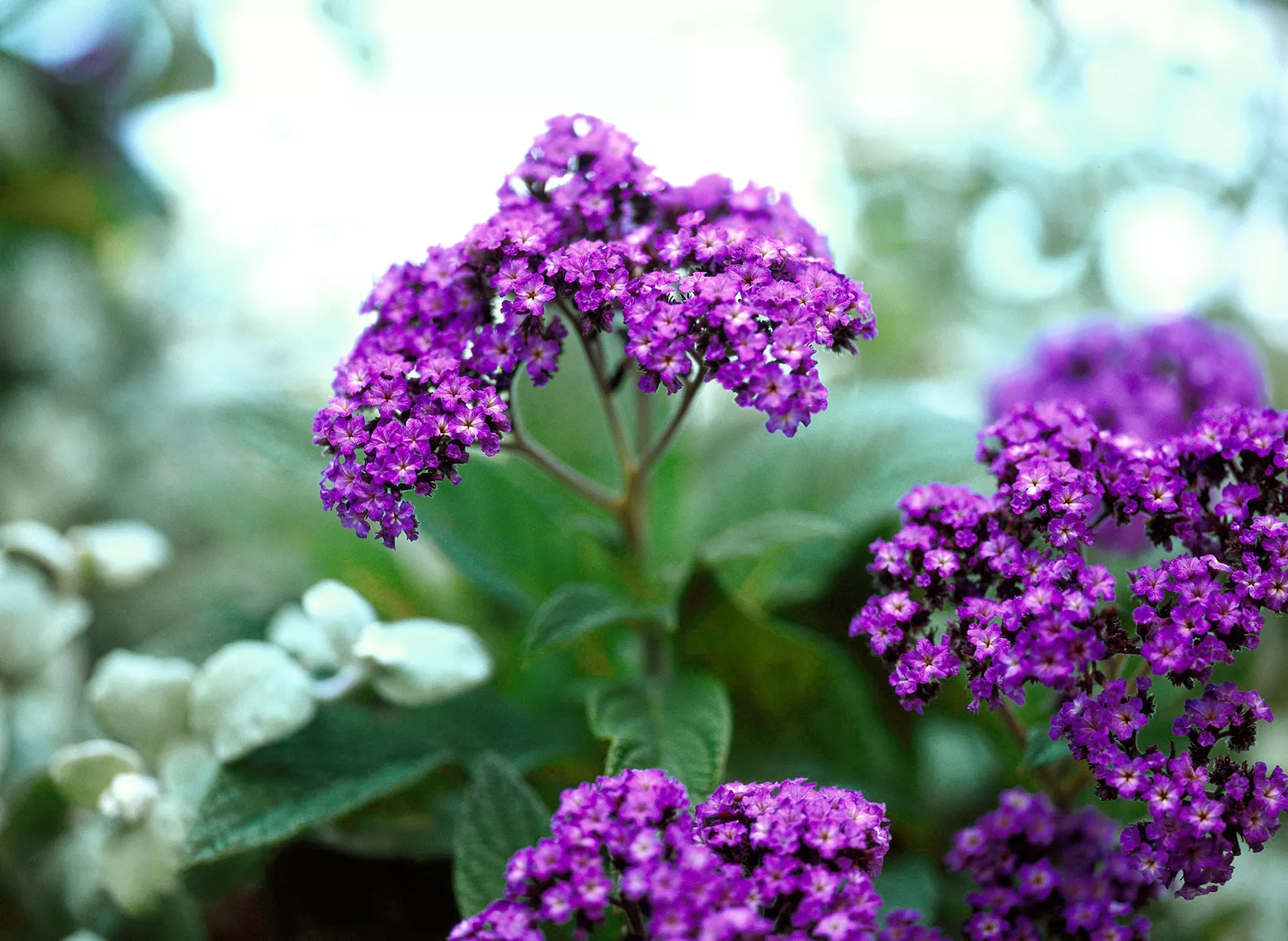 Détail de l'héliotrope violet