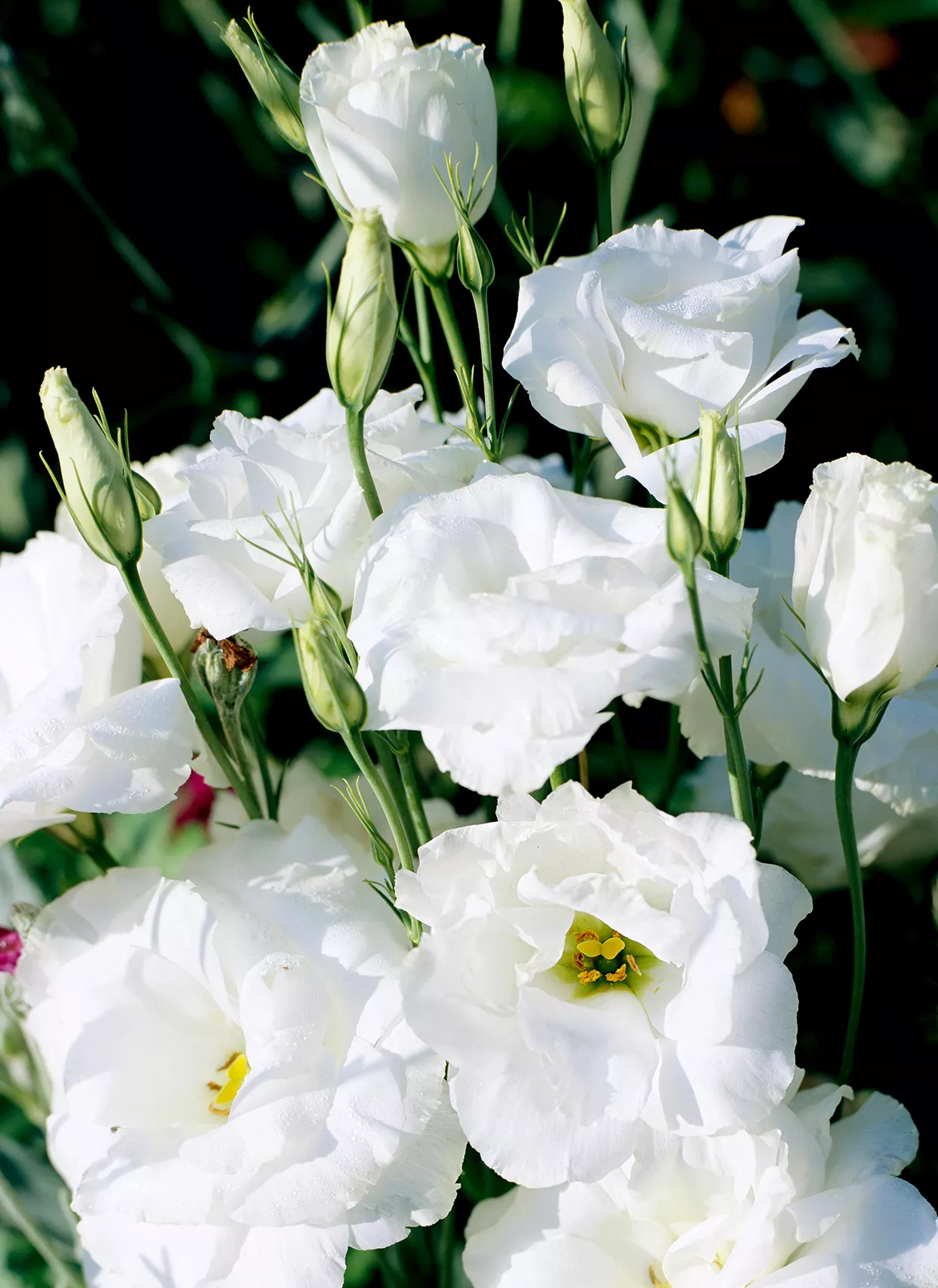 Eustoma 'Balboa White' lisianthus