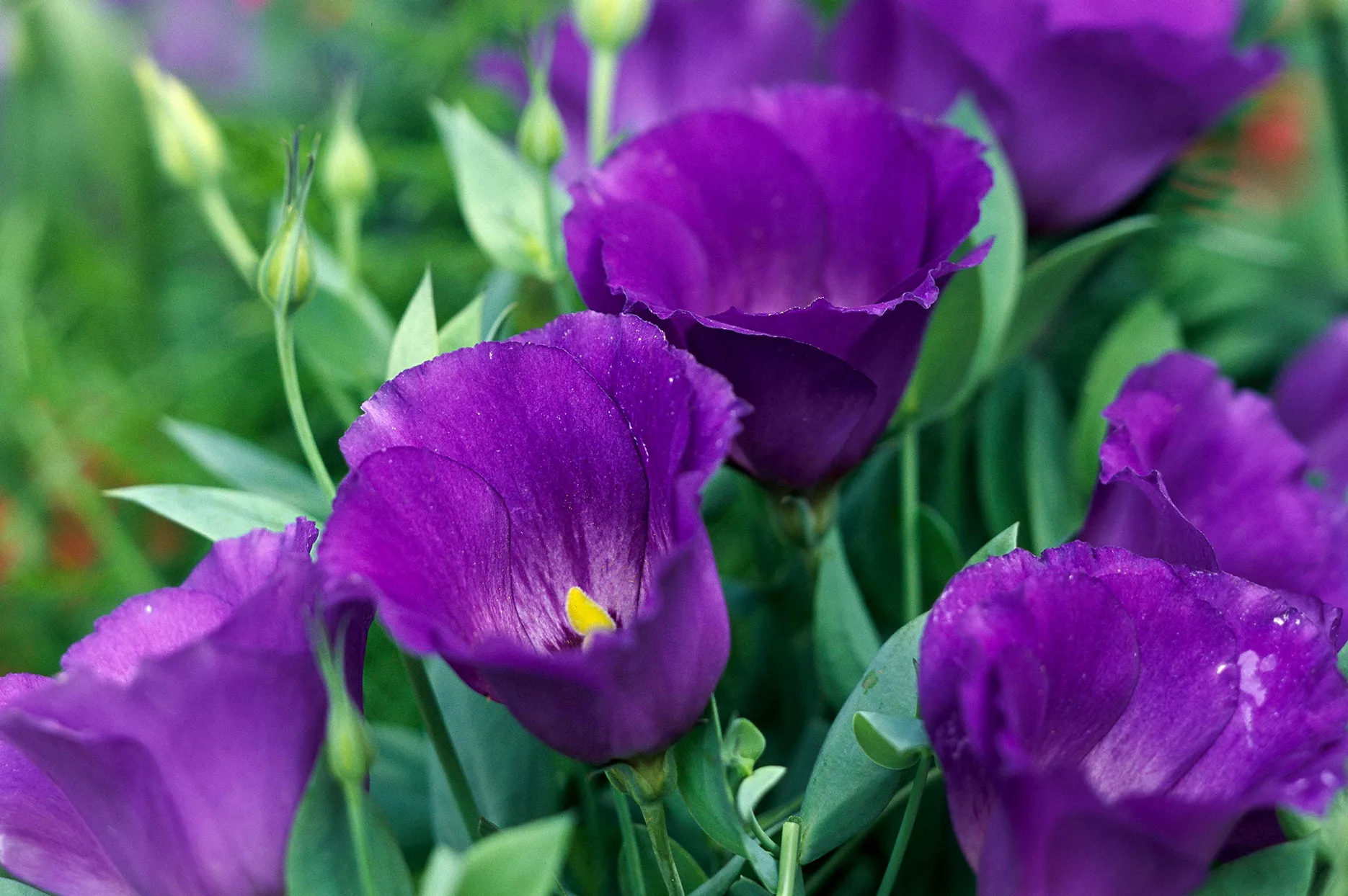 Eustoma 'Forever Blue' lisianthus