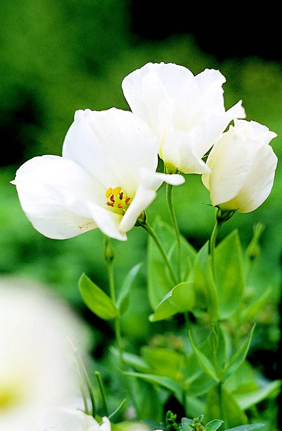 Eustoma 'Forever White' lisianthus