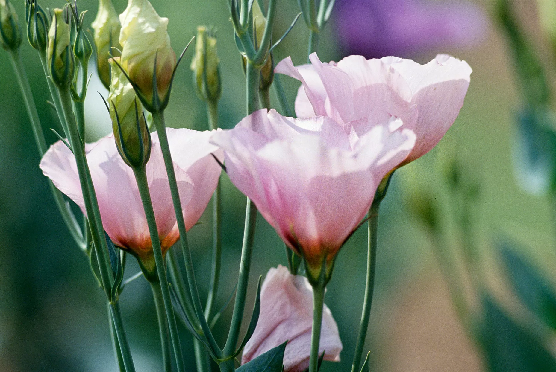 Eustoma 'Lisa Pink' lisianthus