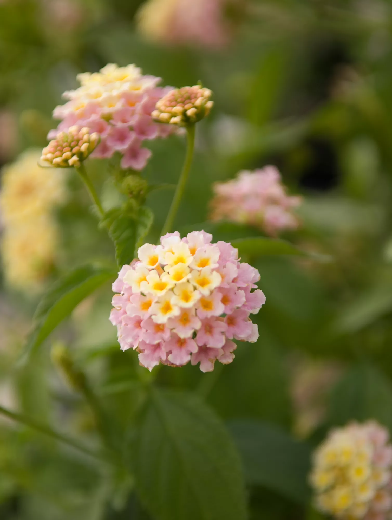 Lantana 'Landmark Pink Dawn'