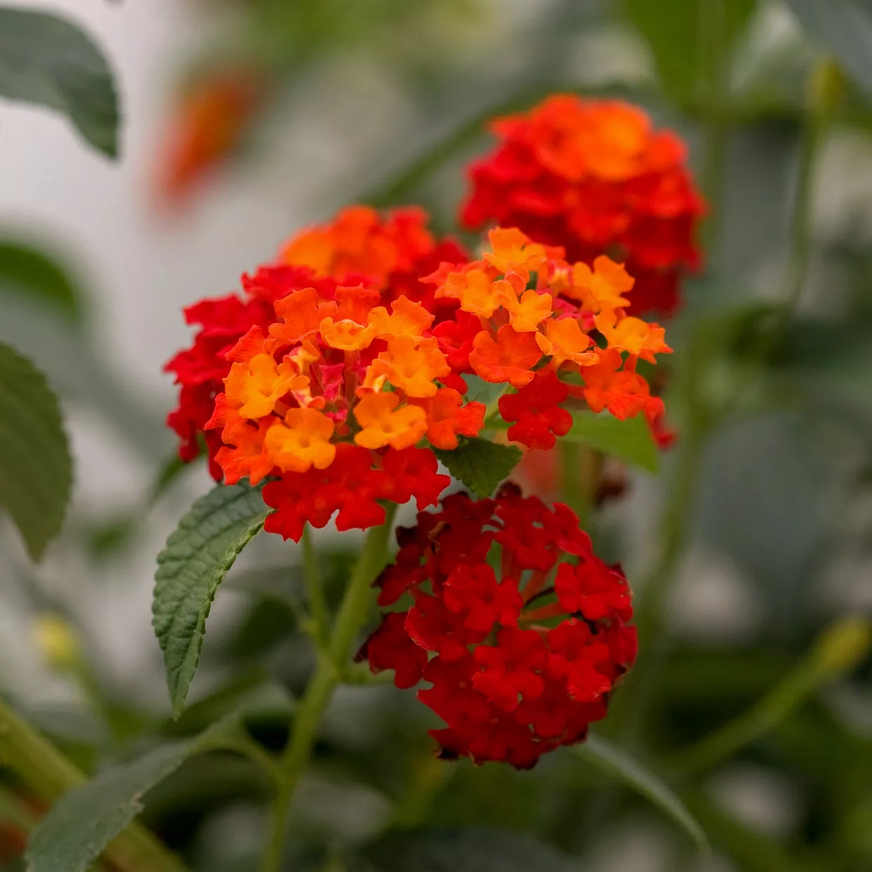 Lantana Luscious Citrus Blend