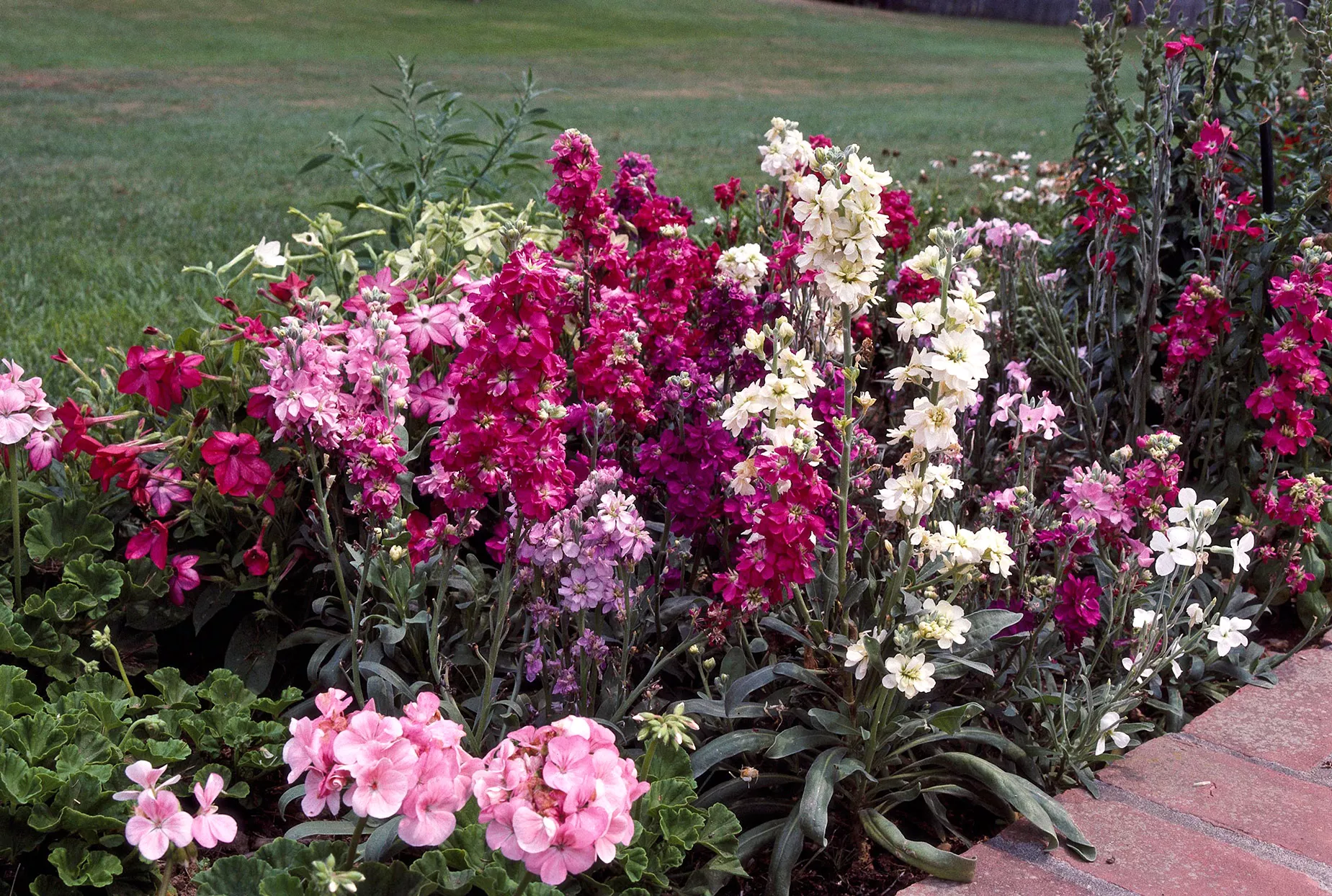 Matthiola incana