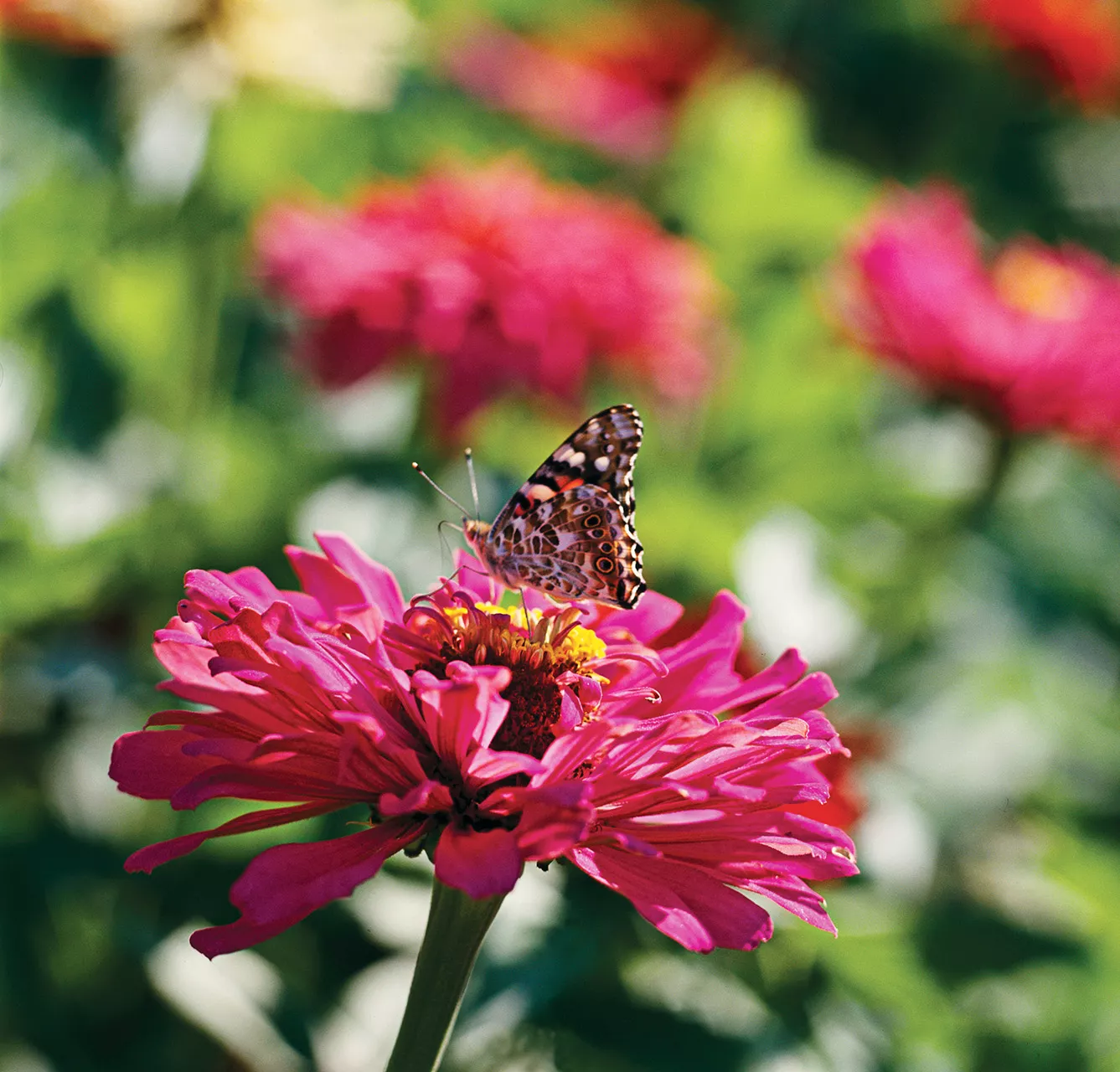 moss rose pink zinnias butterfly