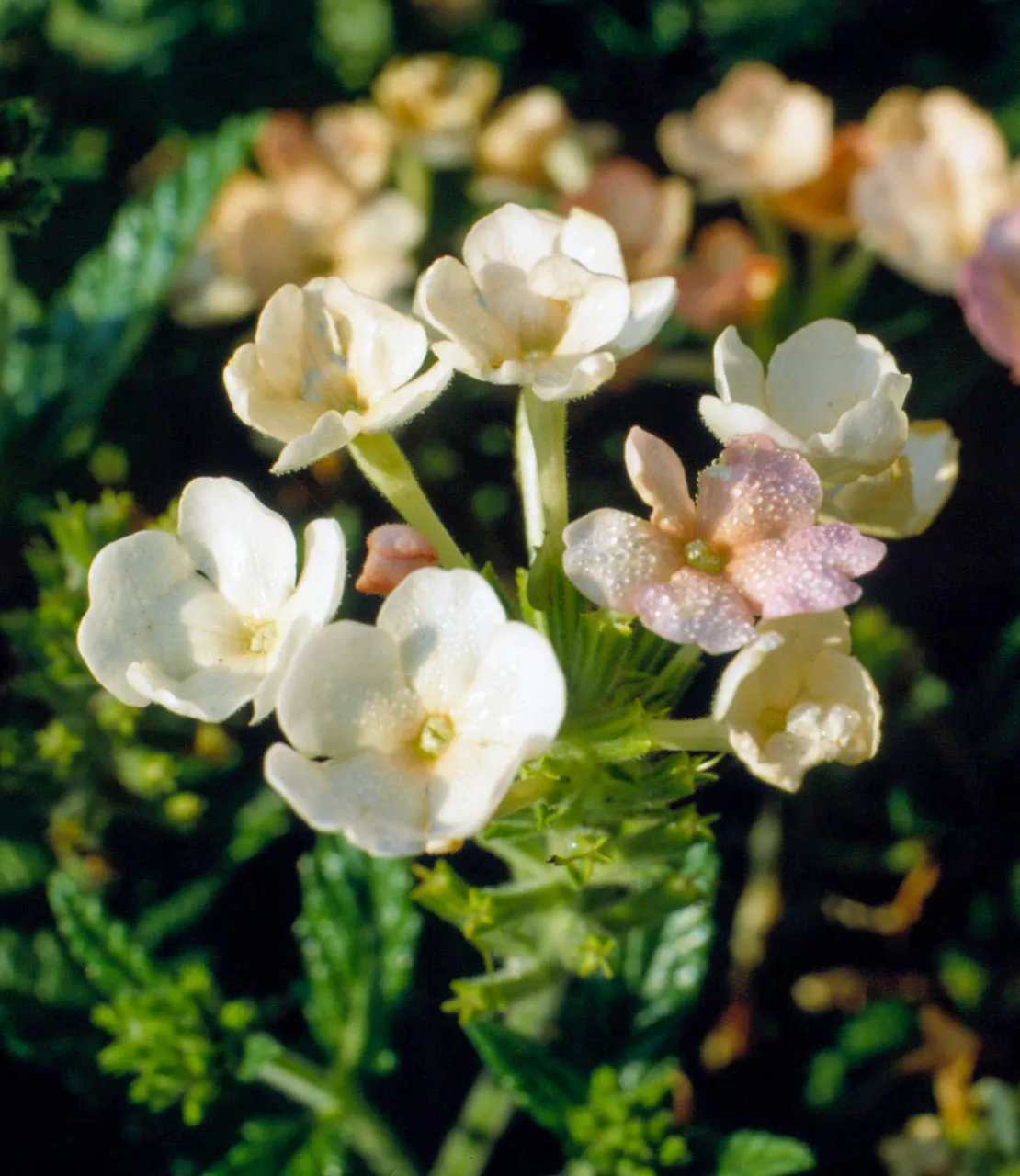 Verveine Pêches et Crème