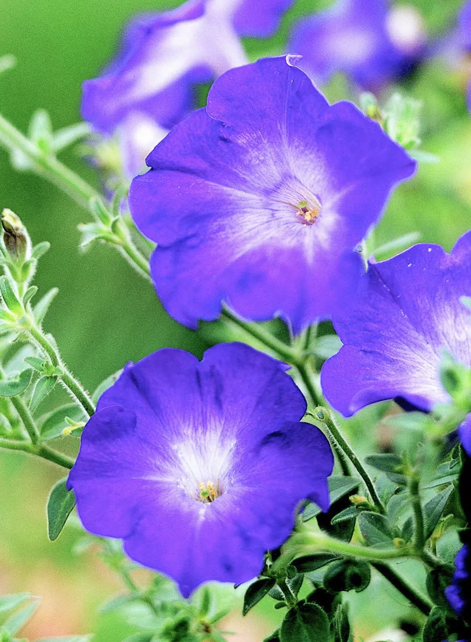 Petunia Merlin Blue Morn