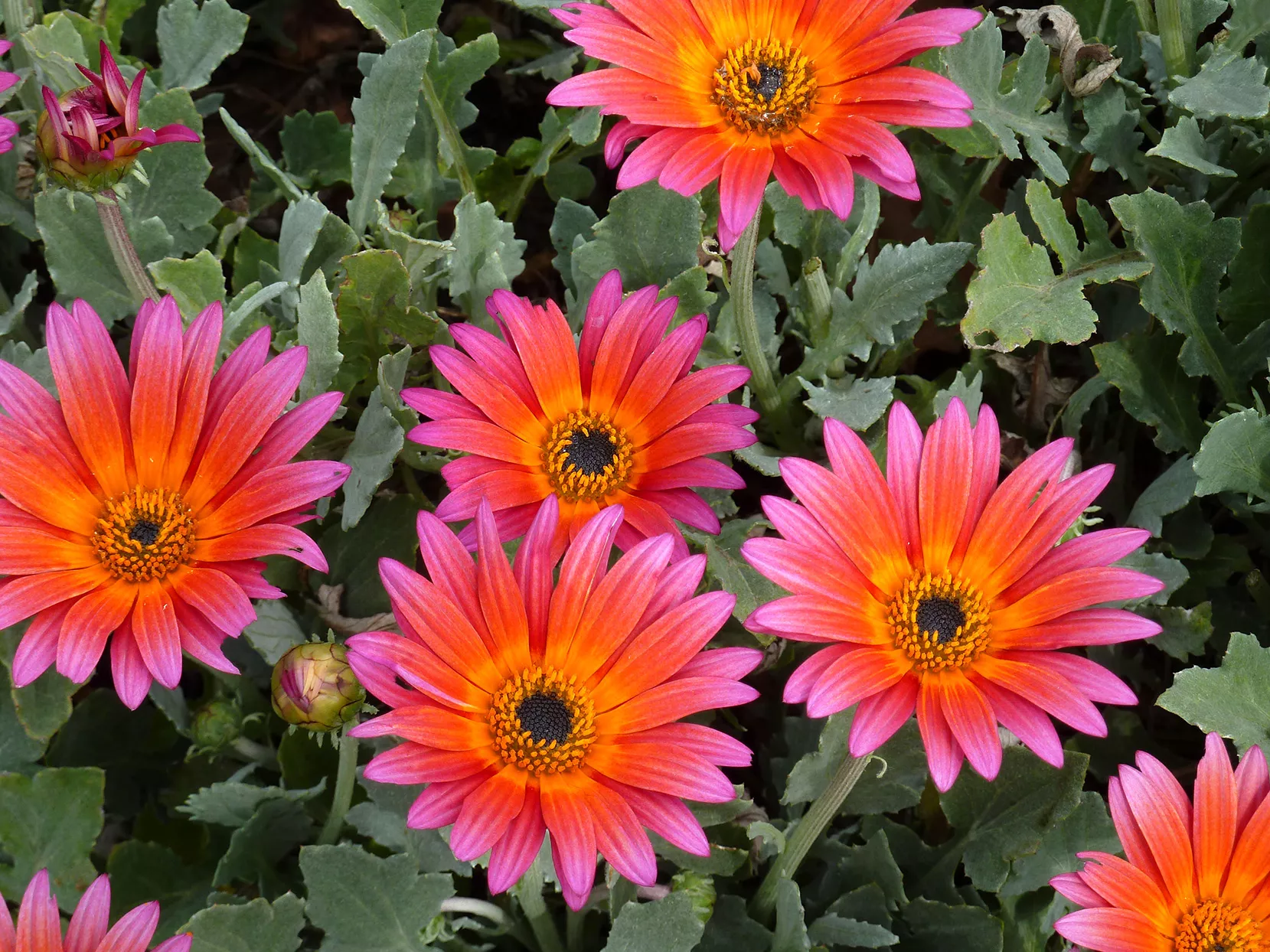 'Pink Sugar' Marguerite africaine