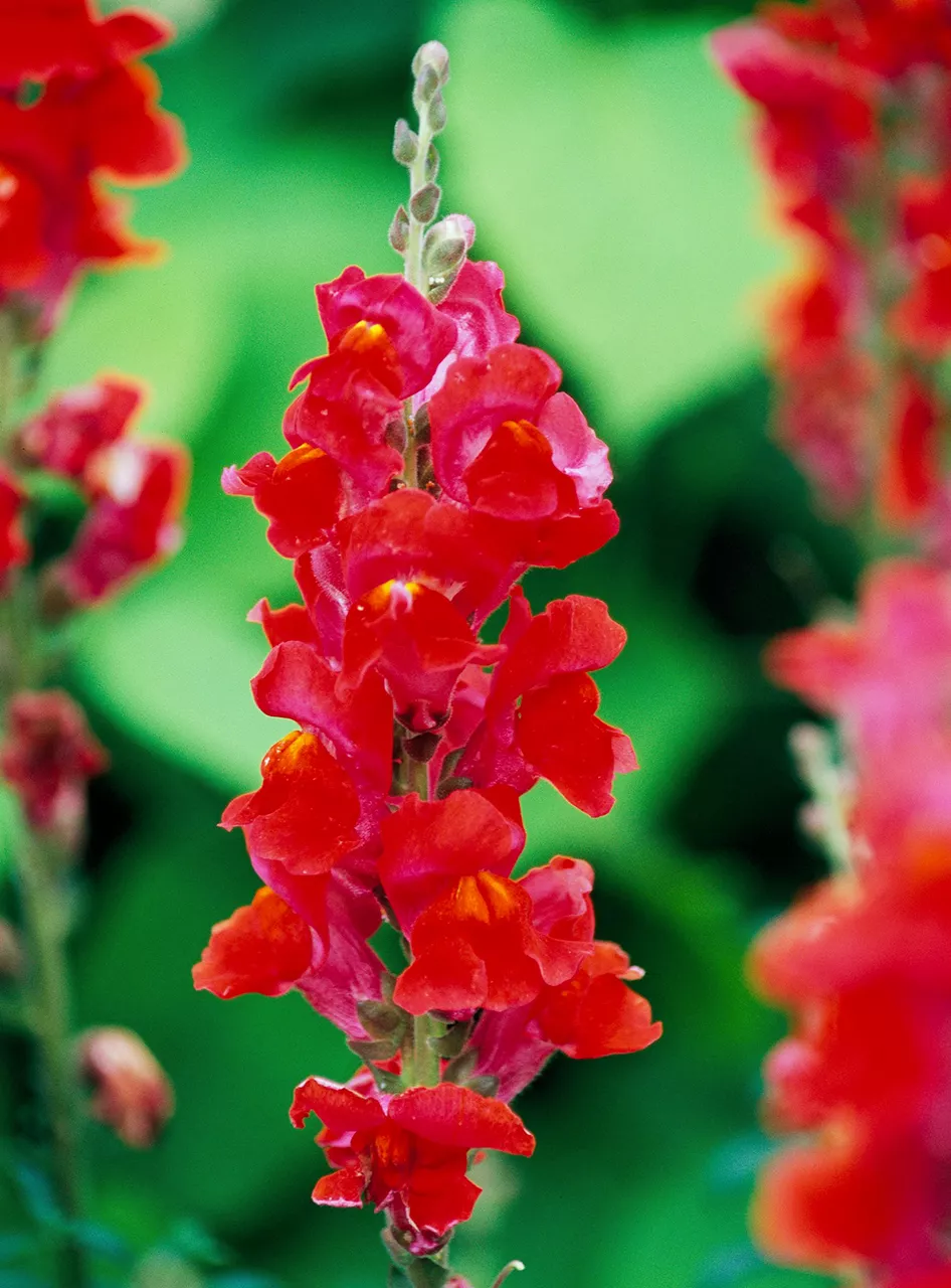 red snapdragon